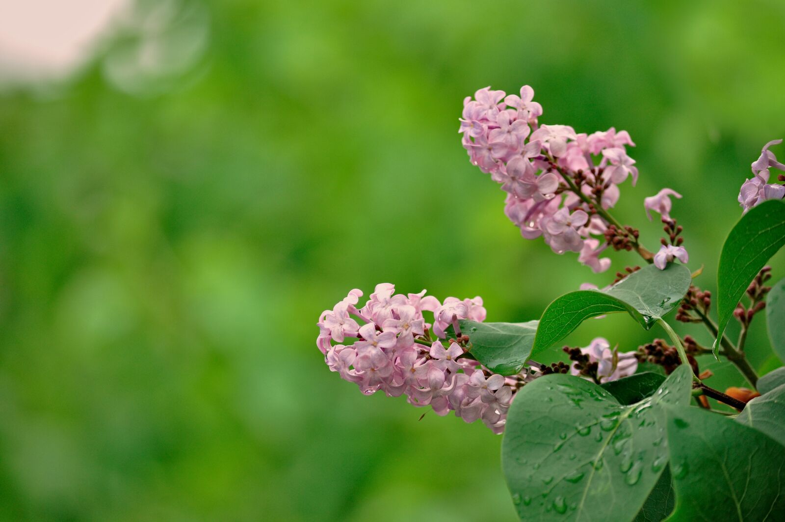 Nikon D90 sample photo. Lilac, syringa, ordinary lilac photography