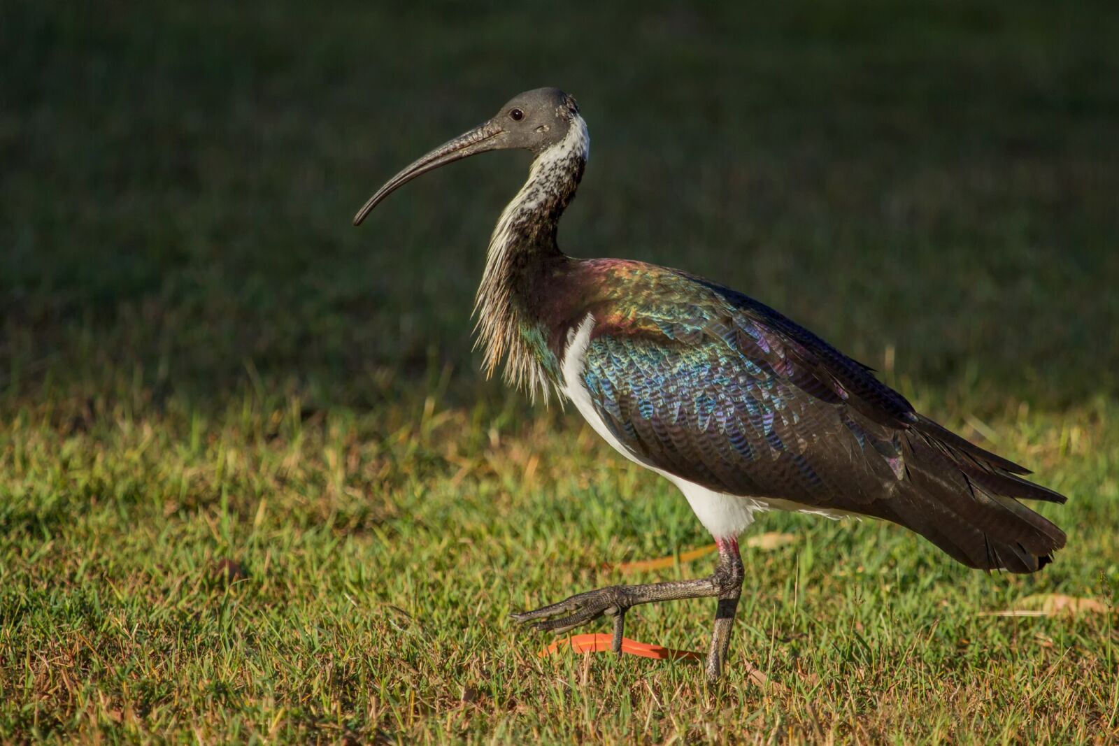 Canon EOS 7D sample photo. Bird, ibis, australia photography