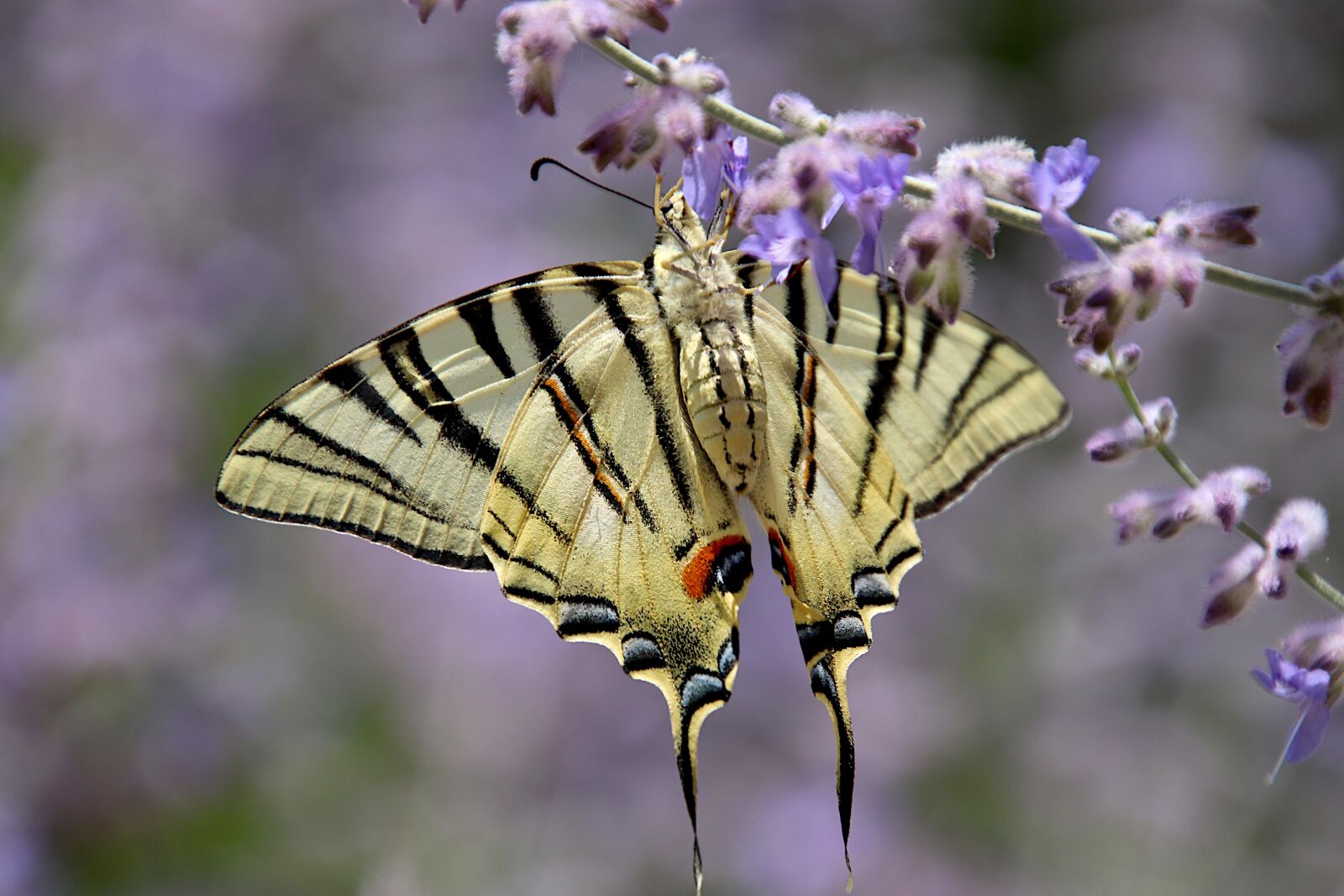 Canon EOS 800D (EOS Rebel T7i / EOS Kiss X9i) sample photo. Butterfly, yellow and black photography