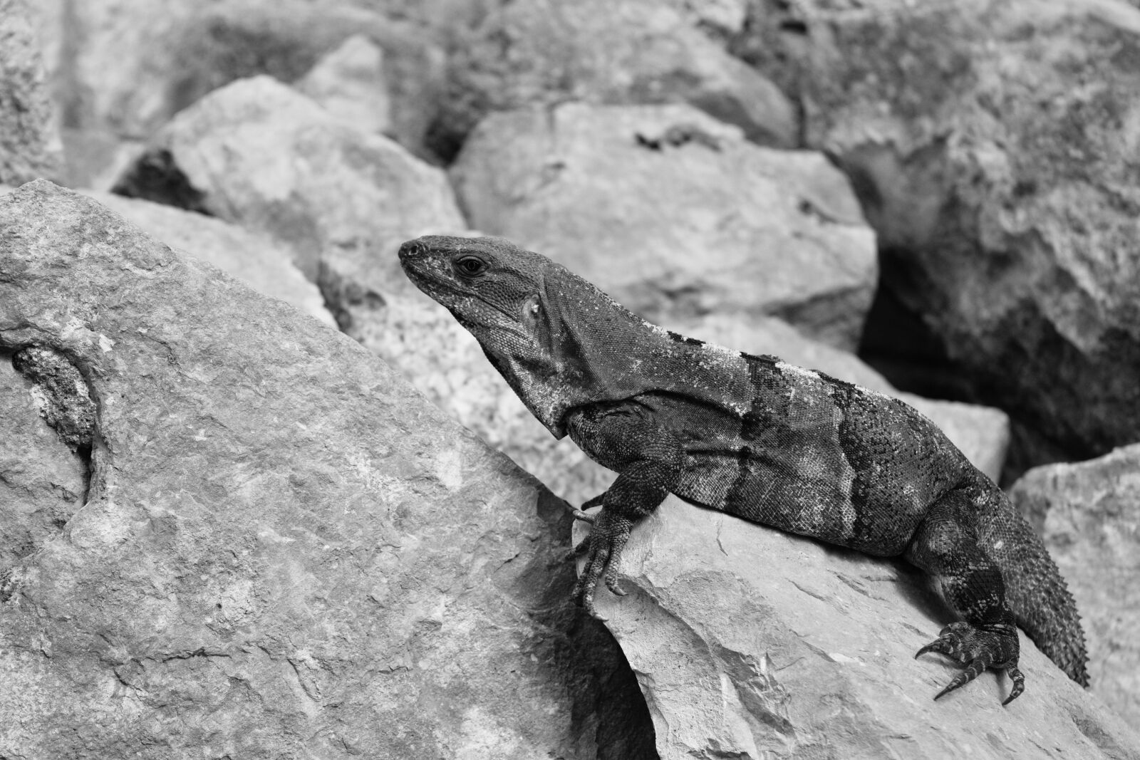 Nikon D3300 sample photo. Lizard, iguana, stone photography