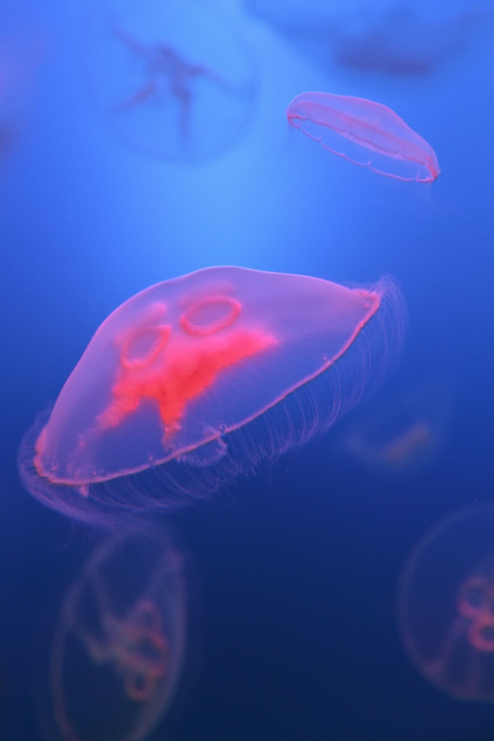 Canon EOS 40D sample photo. Immersed, fish, wallpaper photography