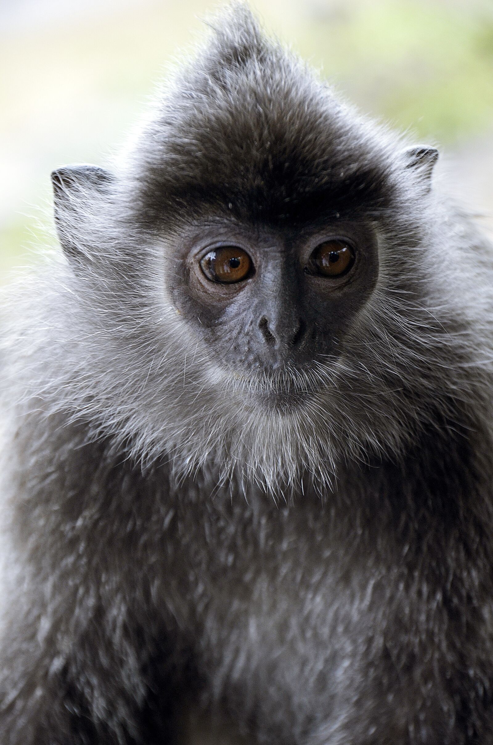 Nikon D5100 sample photo. Silver, leafed, langur photography