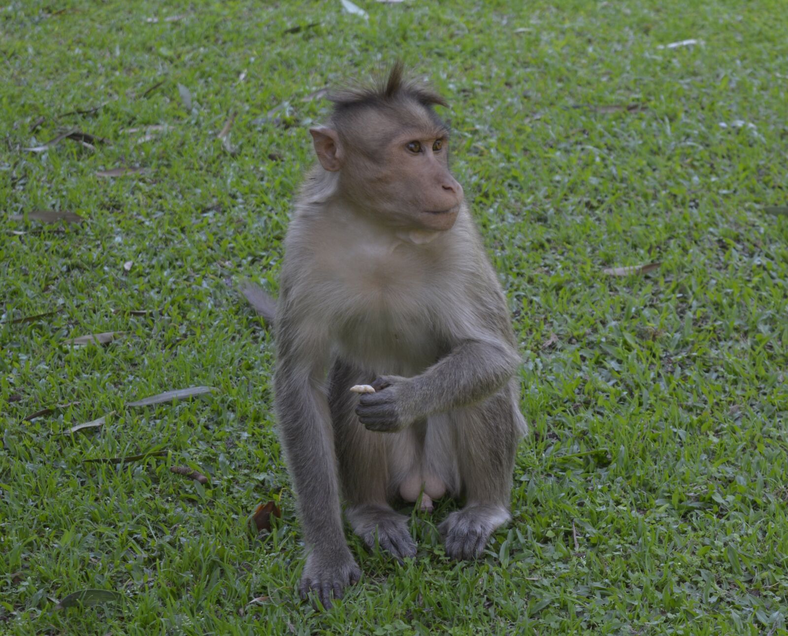 Nikon D5200 sample photo. Monkey, nature, grass photography