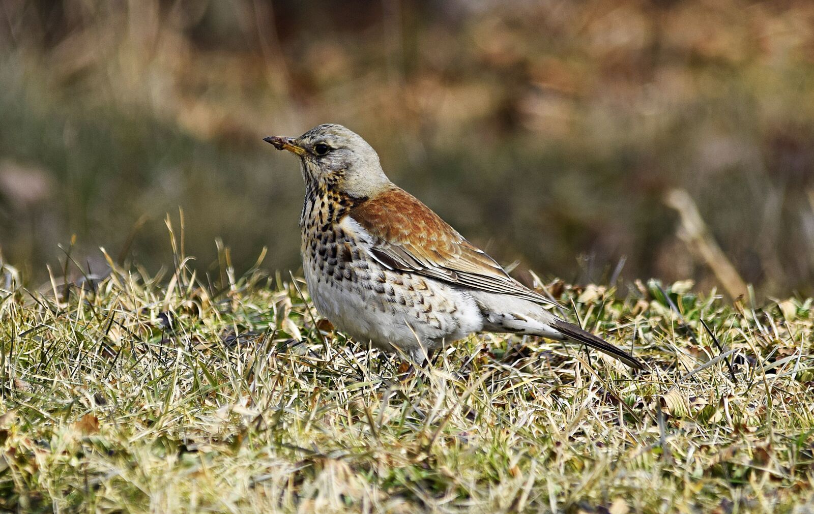 Nikon D5300 sample photo. Fieldfare, bird, february photography