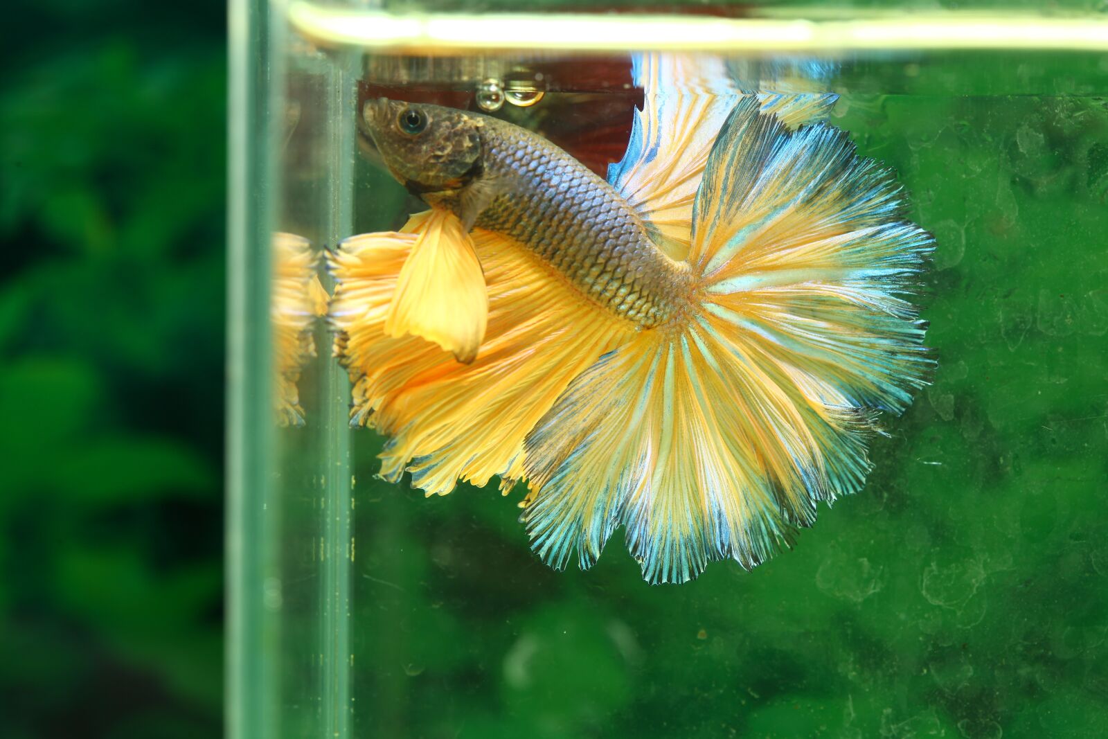 Canon EOS 5D Mark II sample photo. Betta, fish, hmpk photography