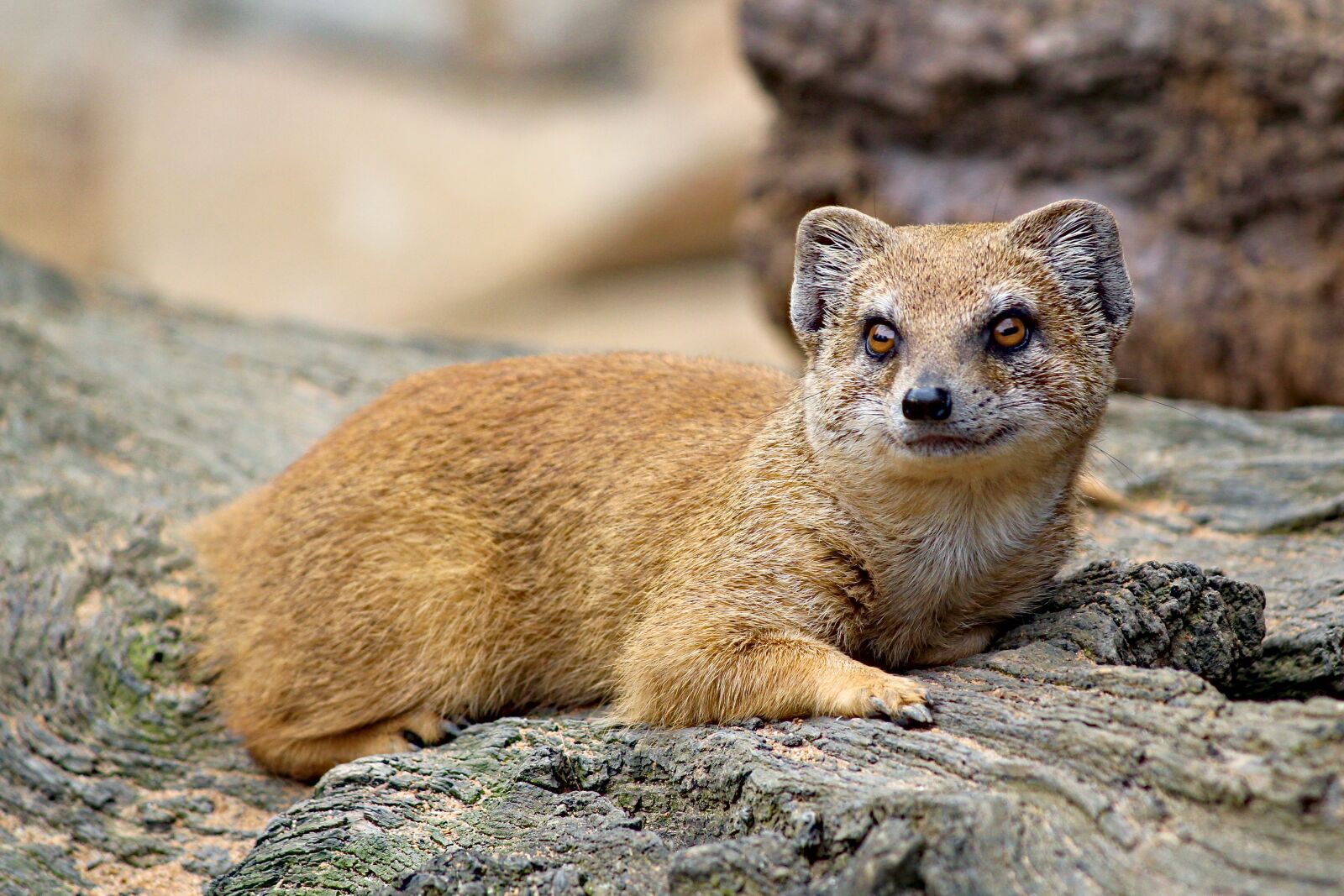 Canon EOS 550D (EOS Rebel T2i / EOS Kiss X4) sample photo. Mongoose, fox, animal photography