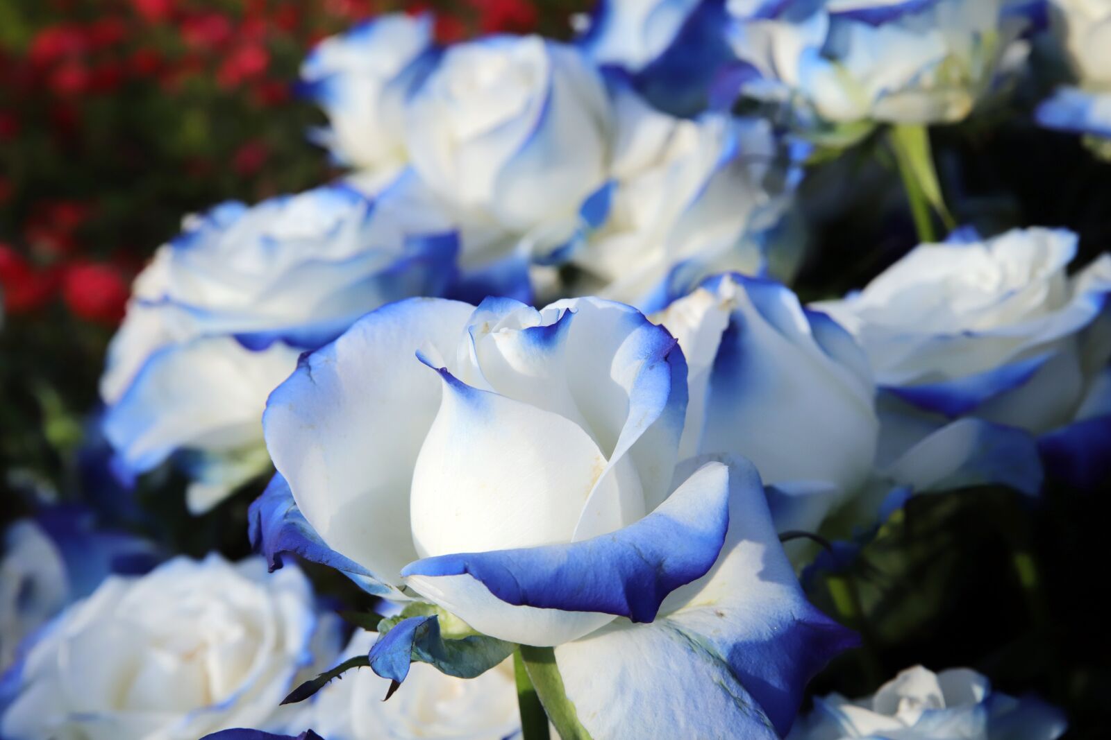 Canon EOS 6D Mark II sample photo. Rose, petal, flowers photography
