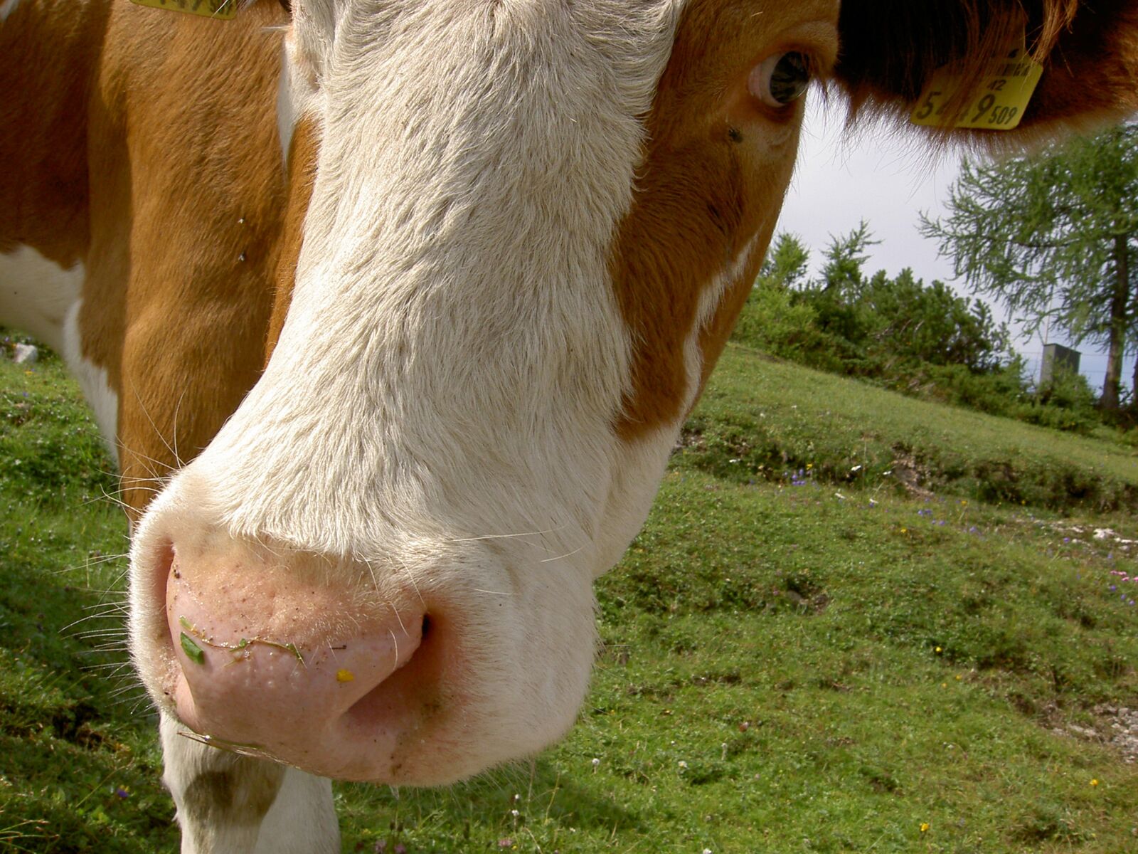 KONICA MINOLTA DiMAGE G400 sample photo. Cow, beef, ruminant photography