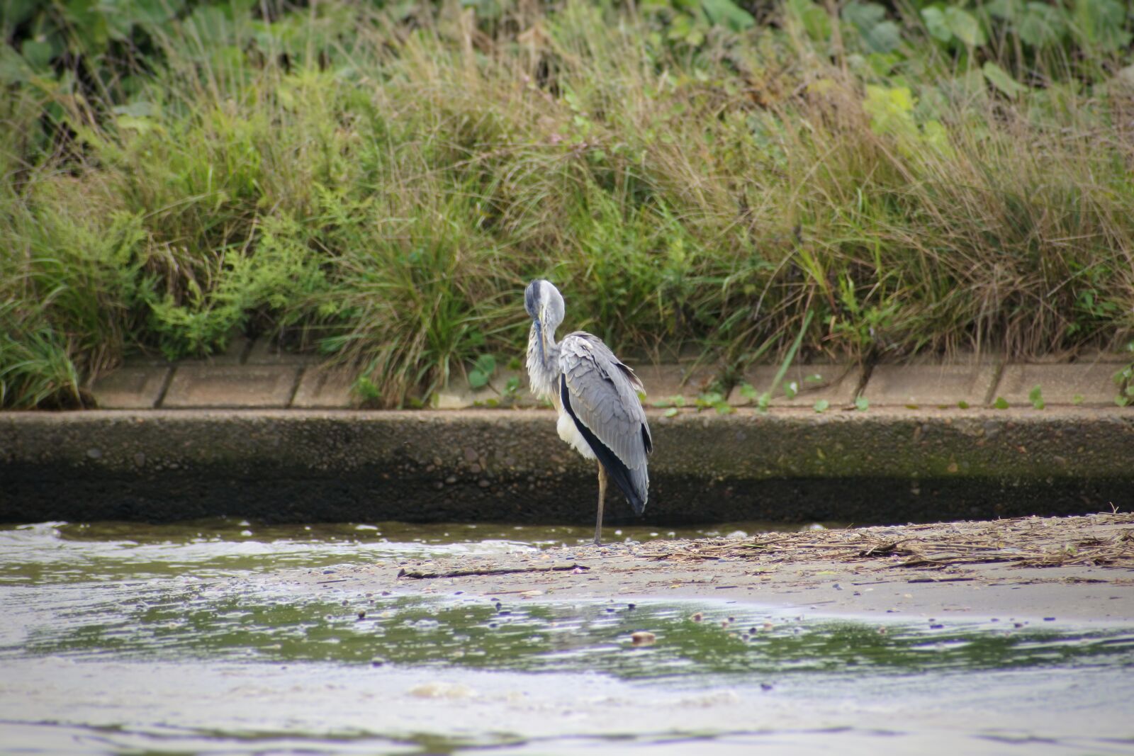 VR 70-300mm f/4.5-6.3G sample photo. Animal, river, waterside photography