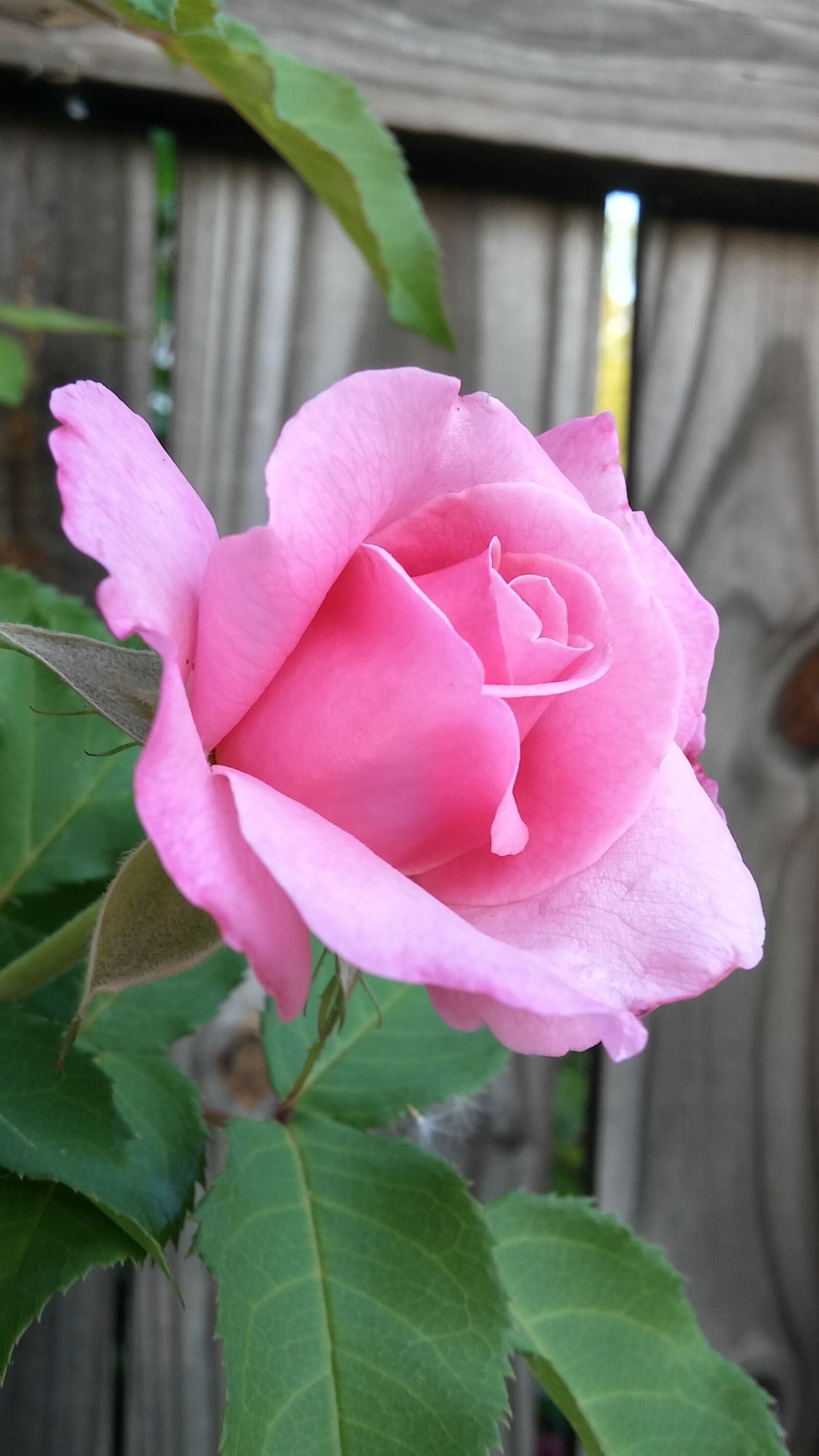 LG G STYLO sample photo. Flower, pink rose, blurry photography