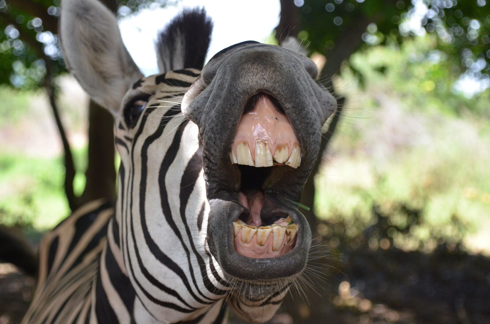 Nikon D7000 sample photo. Animals, humor, smile photography