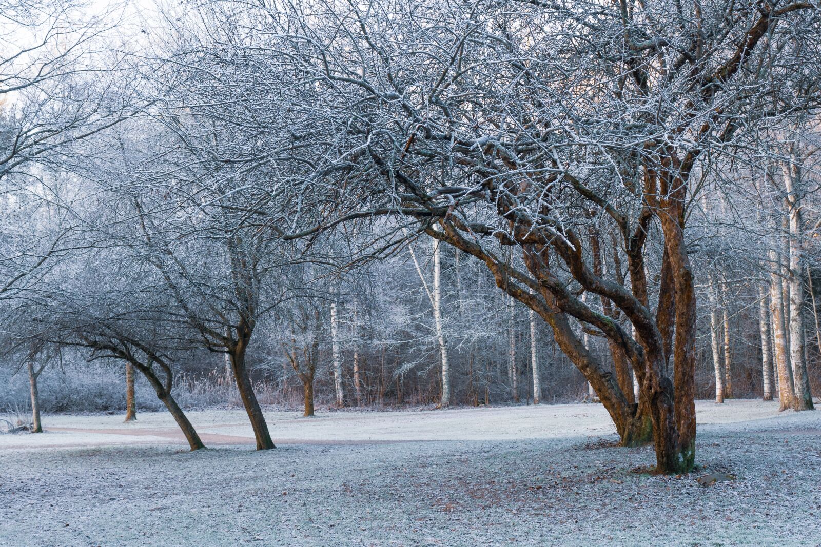 LUMIX G VARIO 12-35/F2.8II sample photo. Morning frost, frost, winter photography