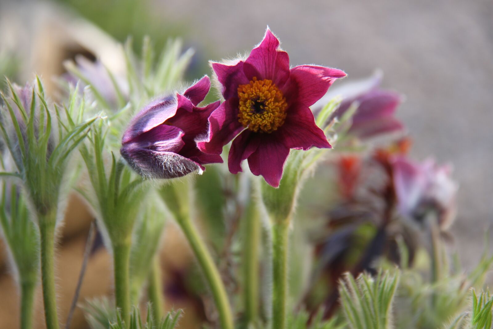 Canon EOS 7D sample photo. Flower, anemone, spring photography