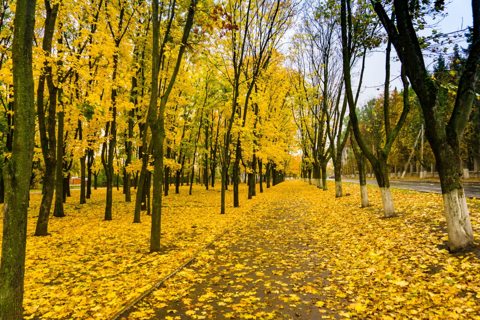 Sony E 16-50mm F3.5-5.6 PZ OSS sample photo. Autumn, paint, forest photography