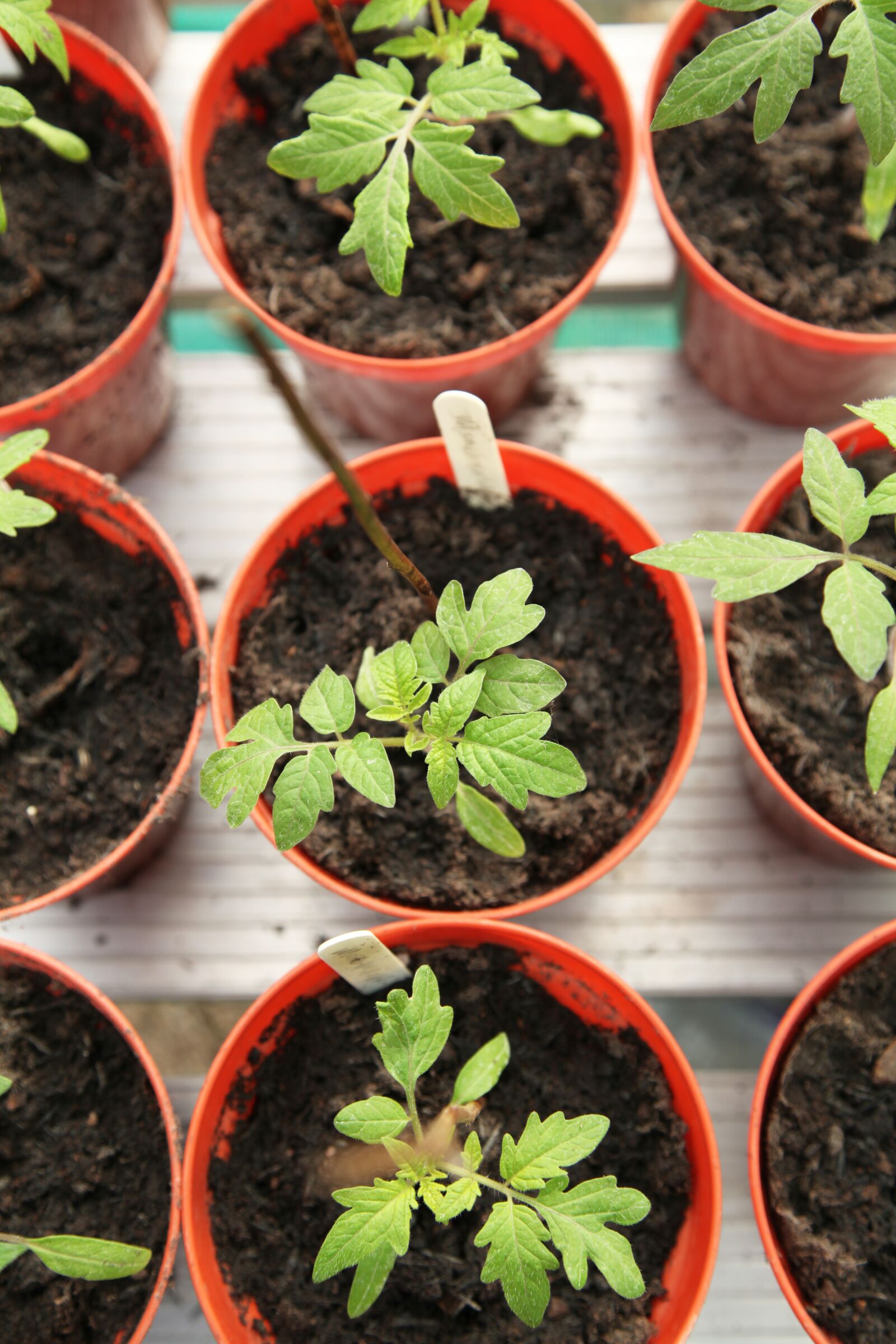 Canon EOS 5D Mark II sample photo. Seedling, gardening, greenhouse photography
