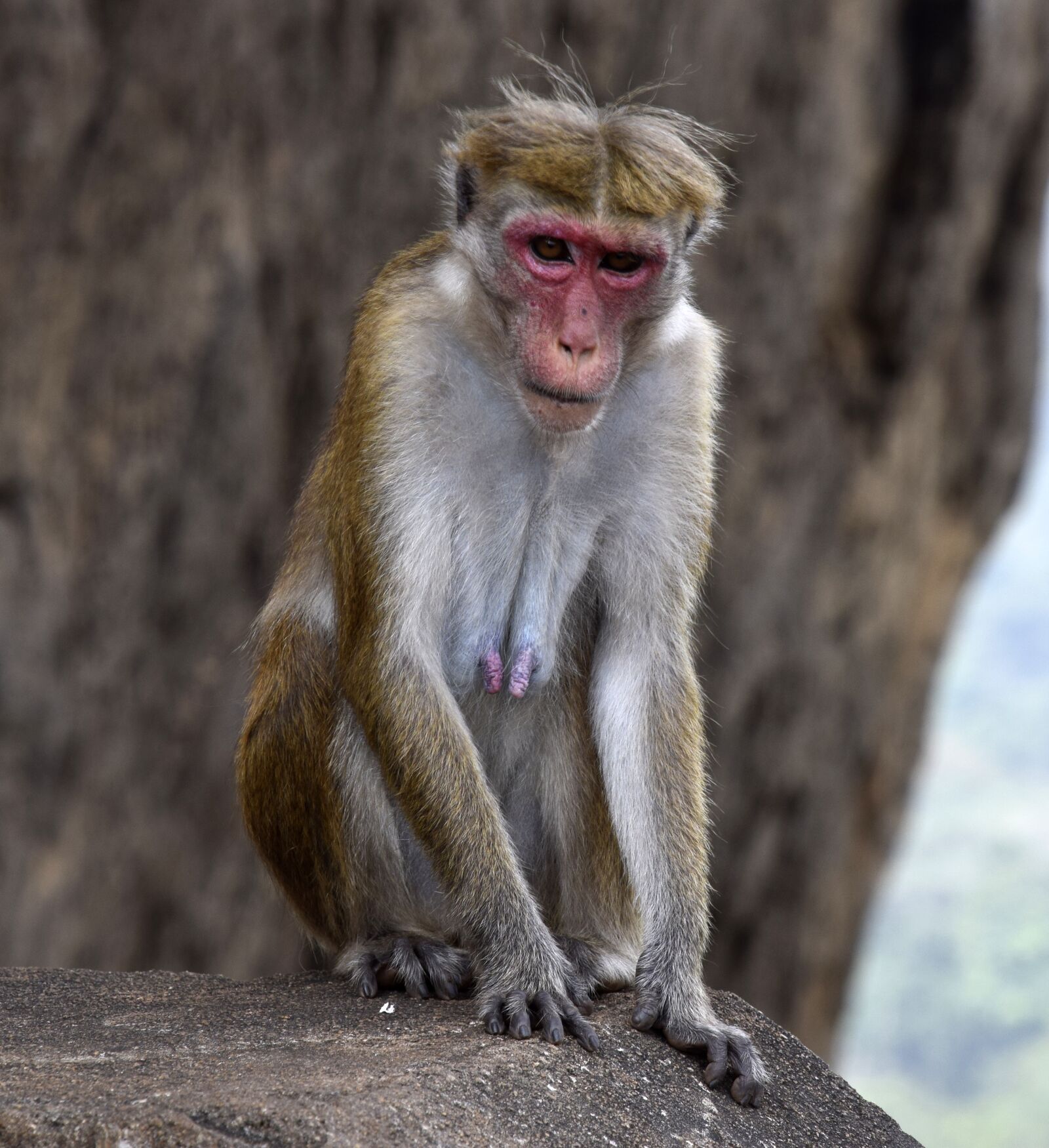 Nikon D5300 sample photo. Monkey, sri lanka, animal photography