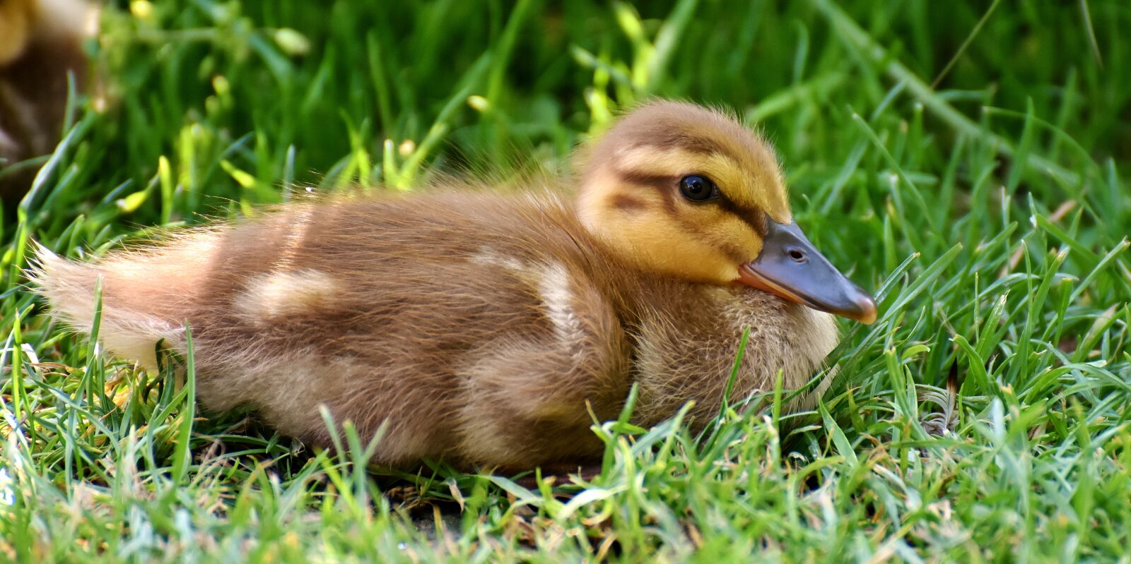 Nikon D7200 sample photo. Mallard, chicks, baby photography