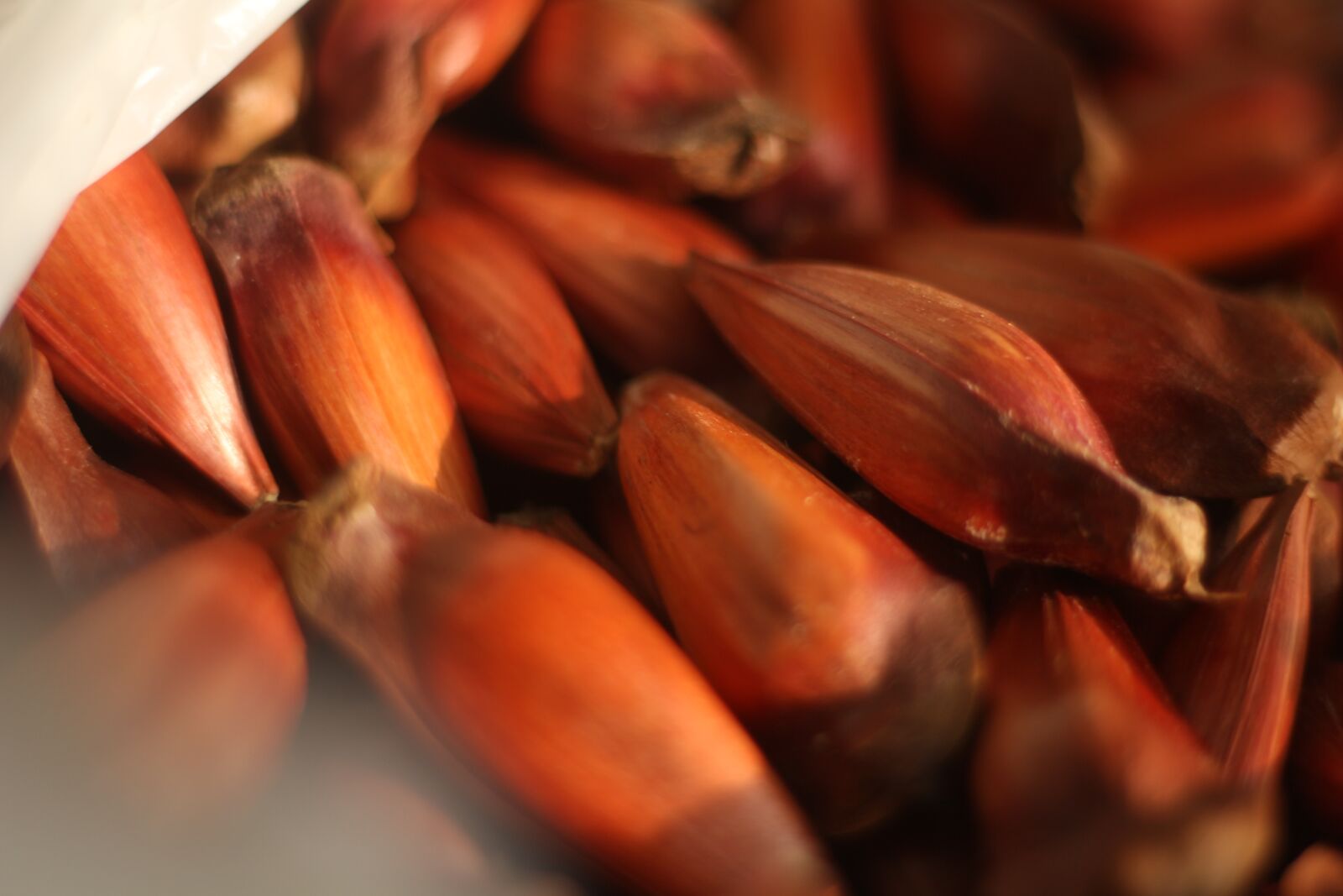 Canon EOS 700D (EOS Rebel T5i / EOS Kiss X7i) + Canon EF 50mm F1.8 STM sample photo. Araucaria, background, brazil photography