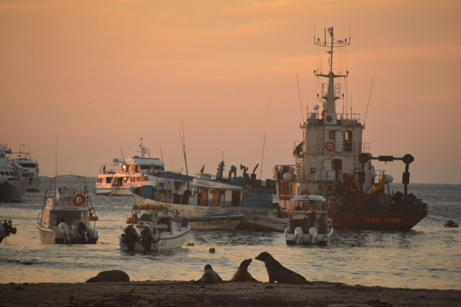 Nikon D3200 sample photo. Landscape, sunset, sea ​​lions photography