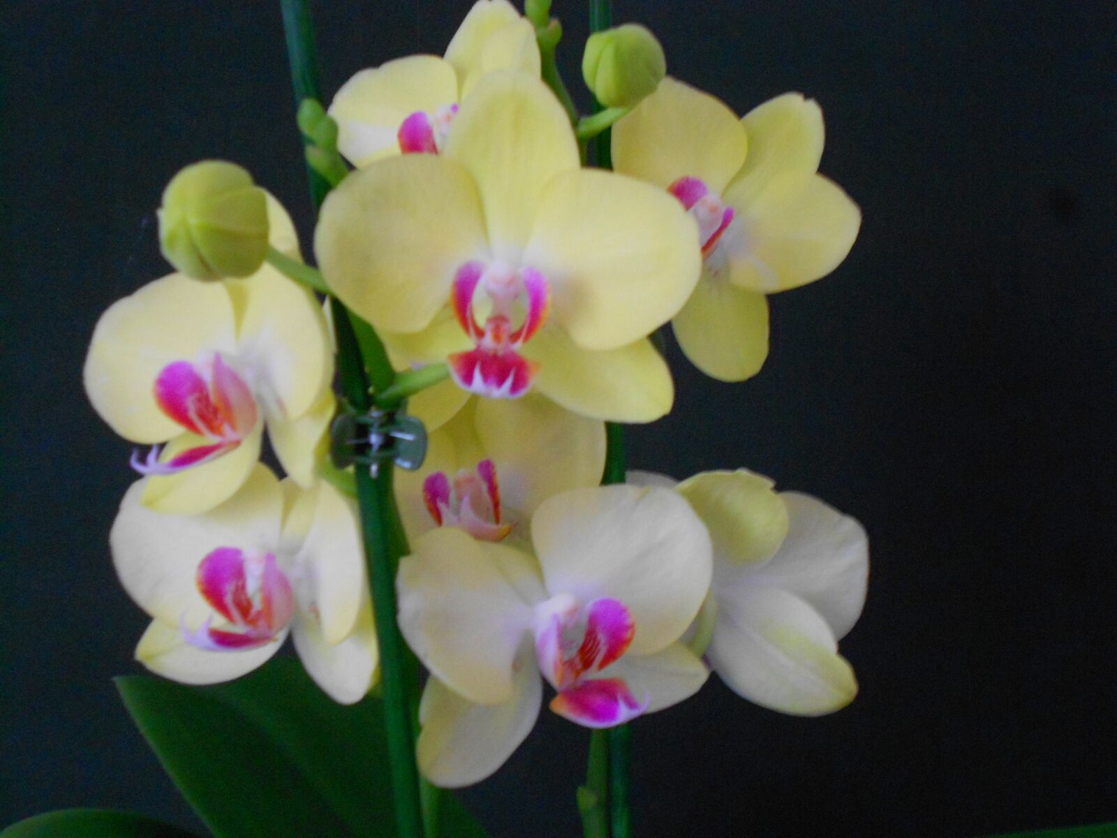 Nikon Coolpix S3100 sample photo. Orchid, flower, plant photography