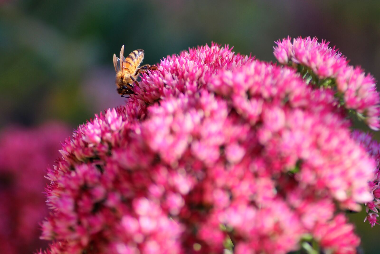 Tamron SP 90mm F2.8 Di VC USD 1:1 Macro sample photo. Bee, insect, macro photography