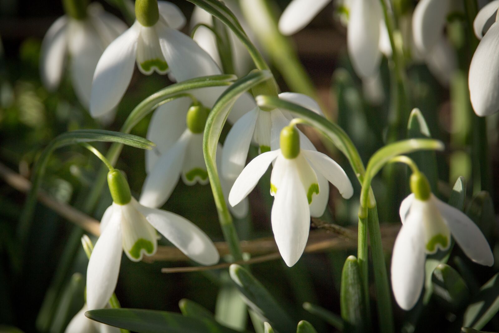 Canon EOS 100D (EOS Rebel SL1 / EOS Kiss X7) sample photo. Snowdrop, bulbs, netherlands photography