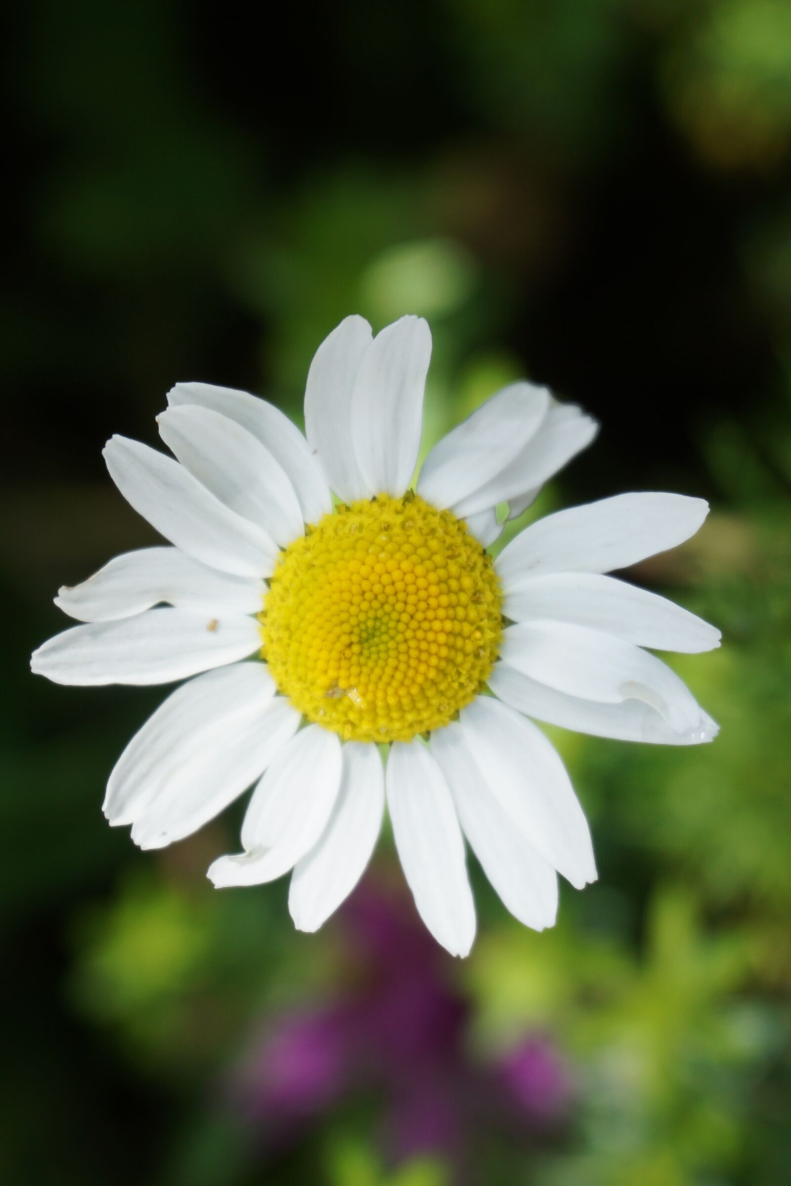 Sony a6000 sample photo. Chamomile, flower, plant photography
