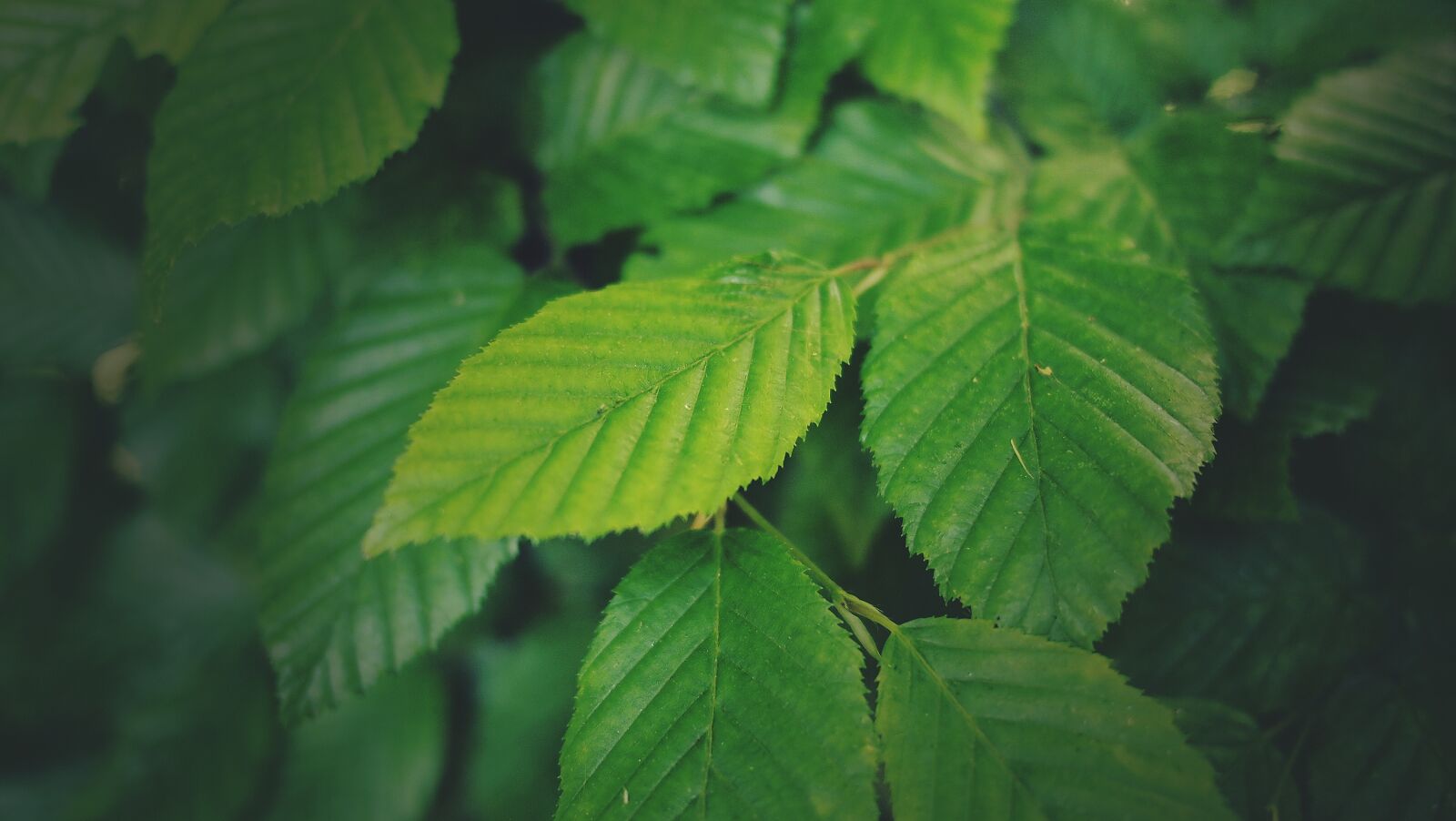 Olympus PEN E-PL1 sample photo. Green, leaves, plants photography