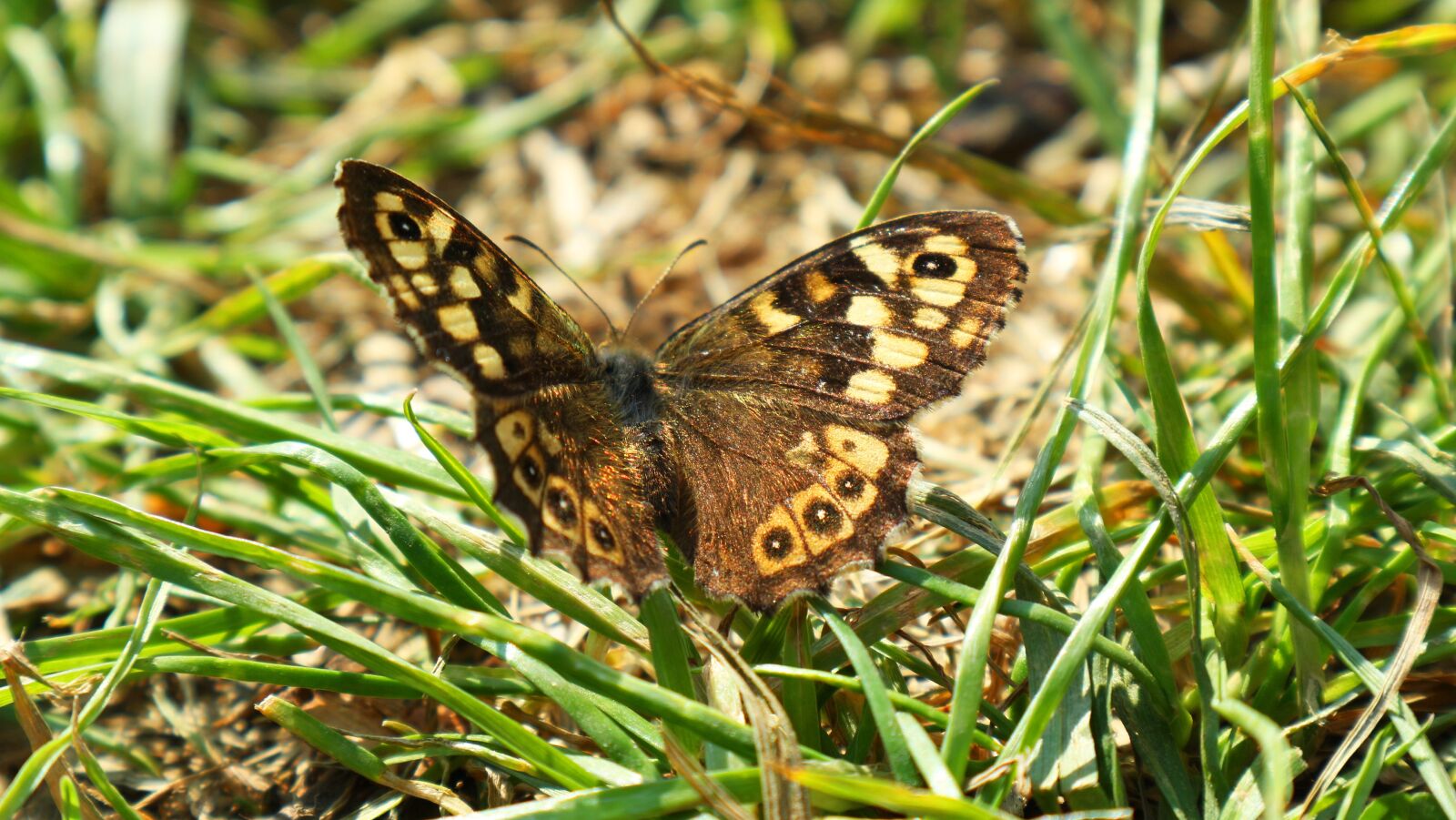 Canon EOS M10 sample photo. Butterfly, insect, nature photography