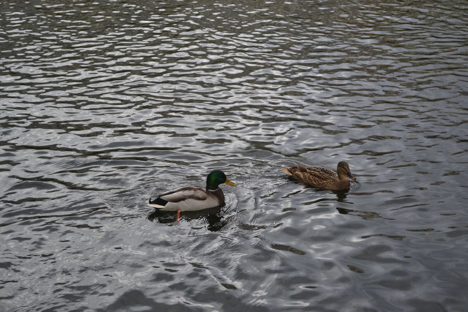 Nikon D3100 sample photo. Duck, drake, bird photography