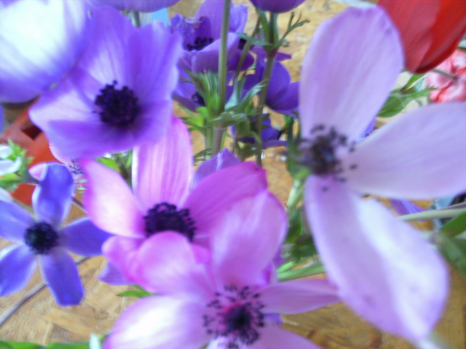 JENOPTIK DigitalCAM sample photo. Anemones, flowers photography