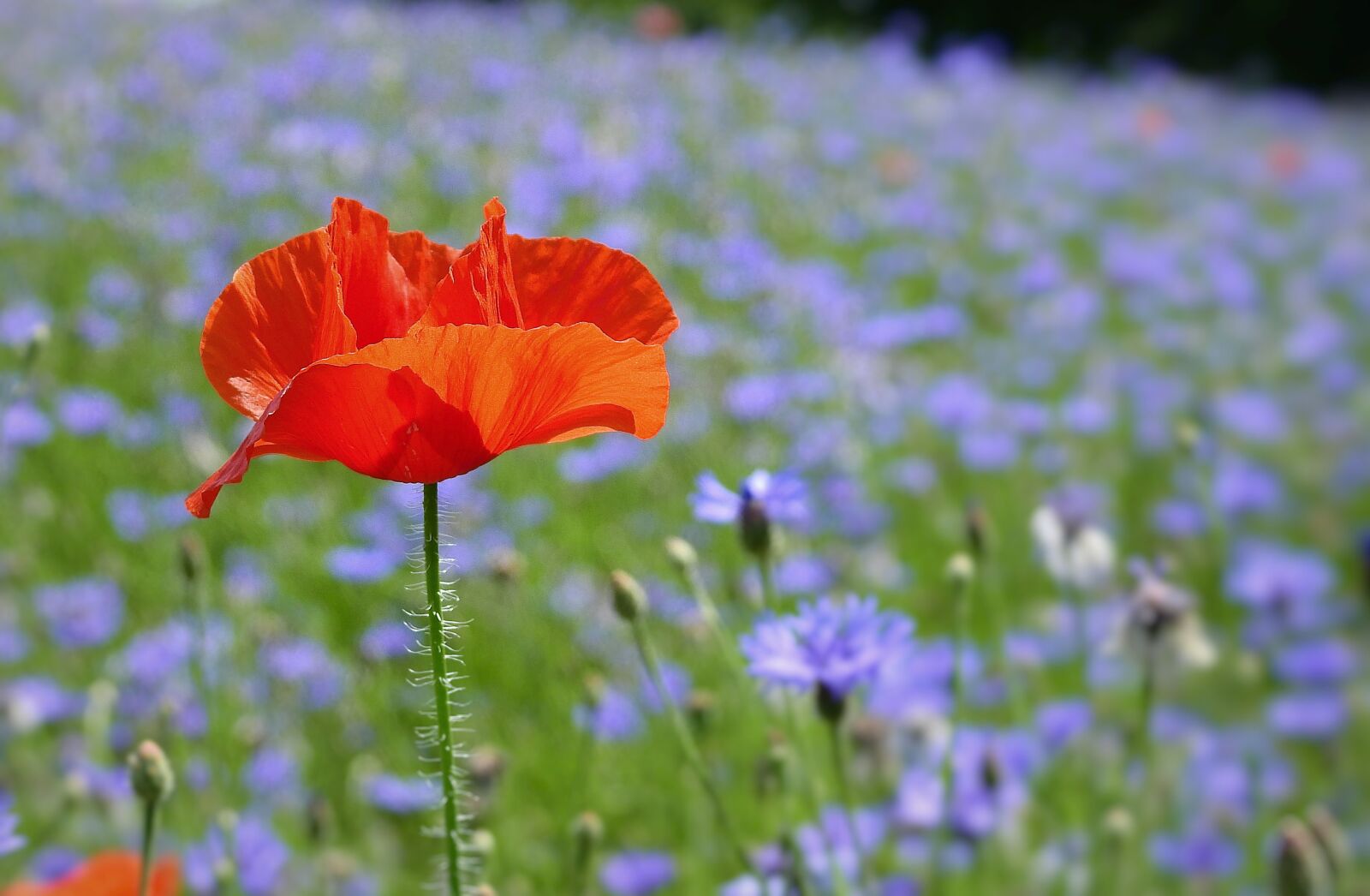Nikon Coolpix P900 sample photo. Field, poppy, cornflowers photography