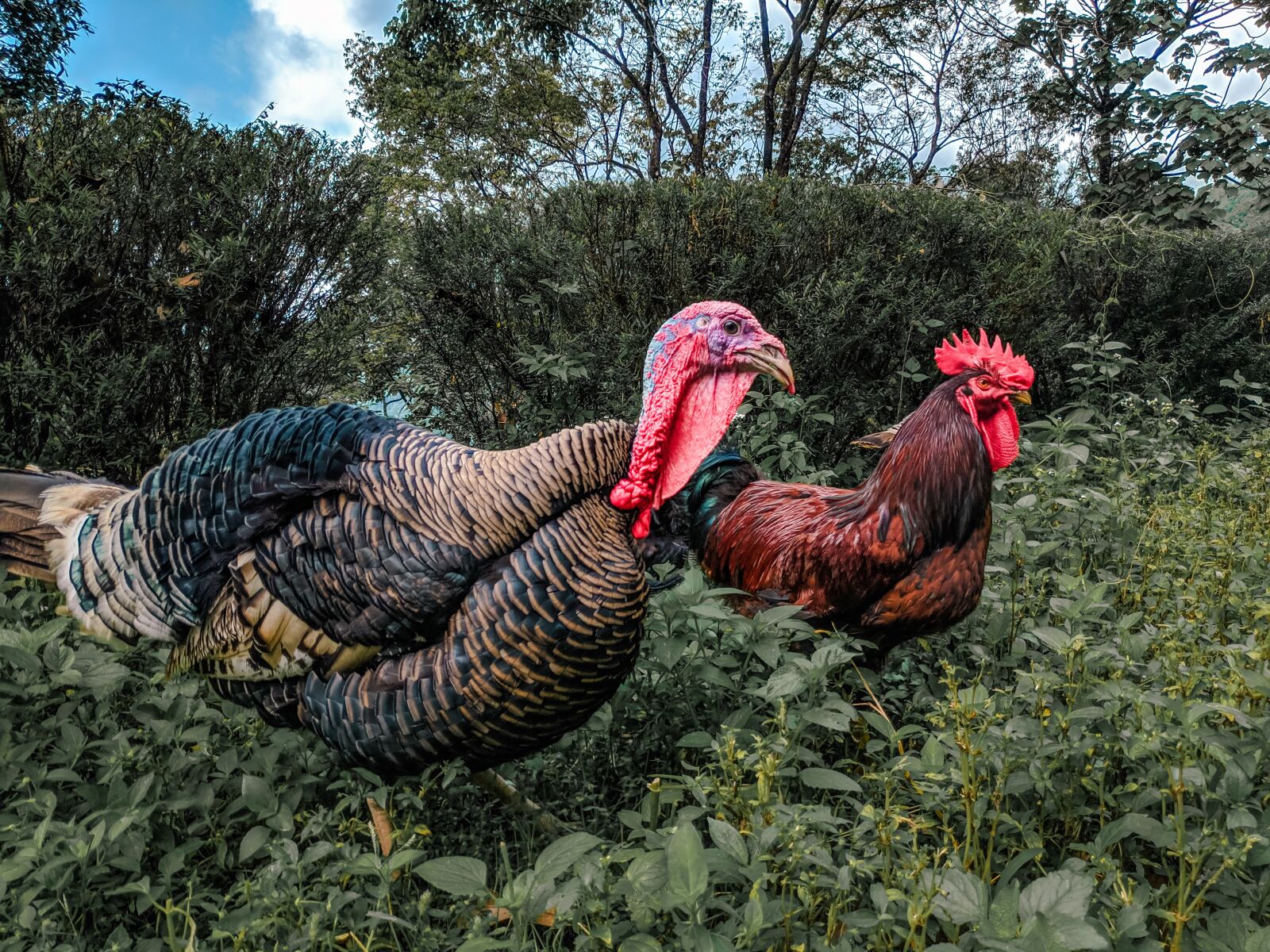 Xiaomi POCO F1 sample photo. Turkey, chicken, farm photography