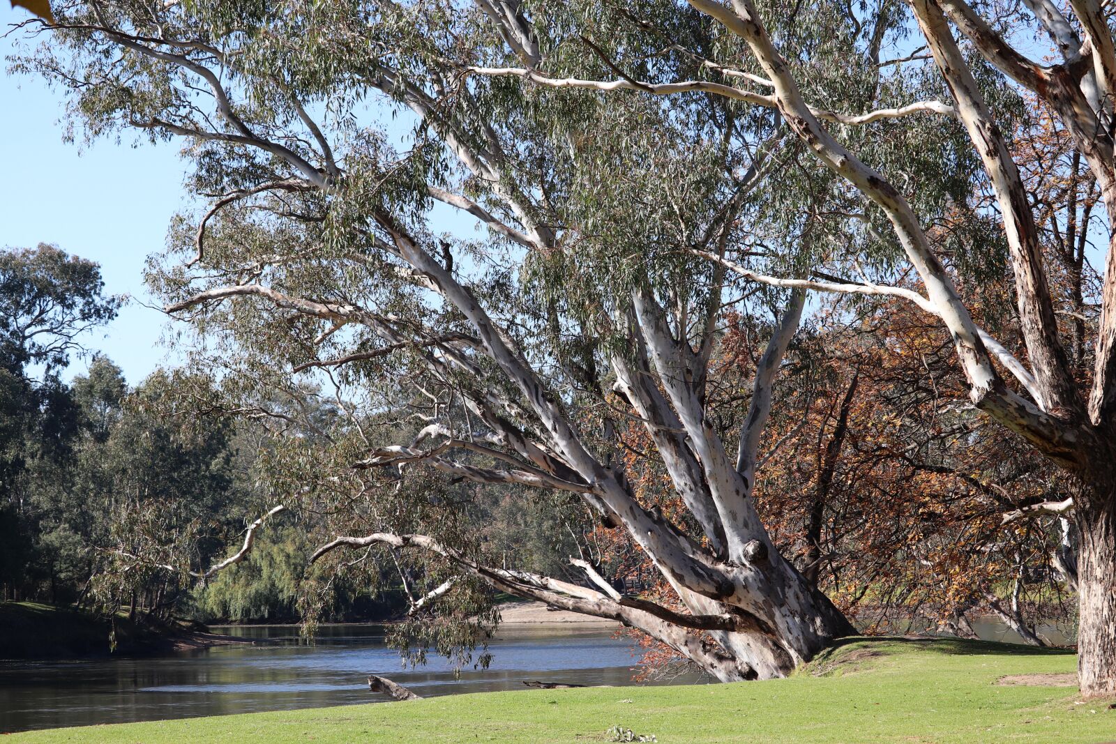 Canon EOS 800D (EOS Rebel T7i / EOS Kiss X9i) sample photo. Trees, gum, eucalyptus photography
