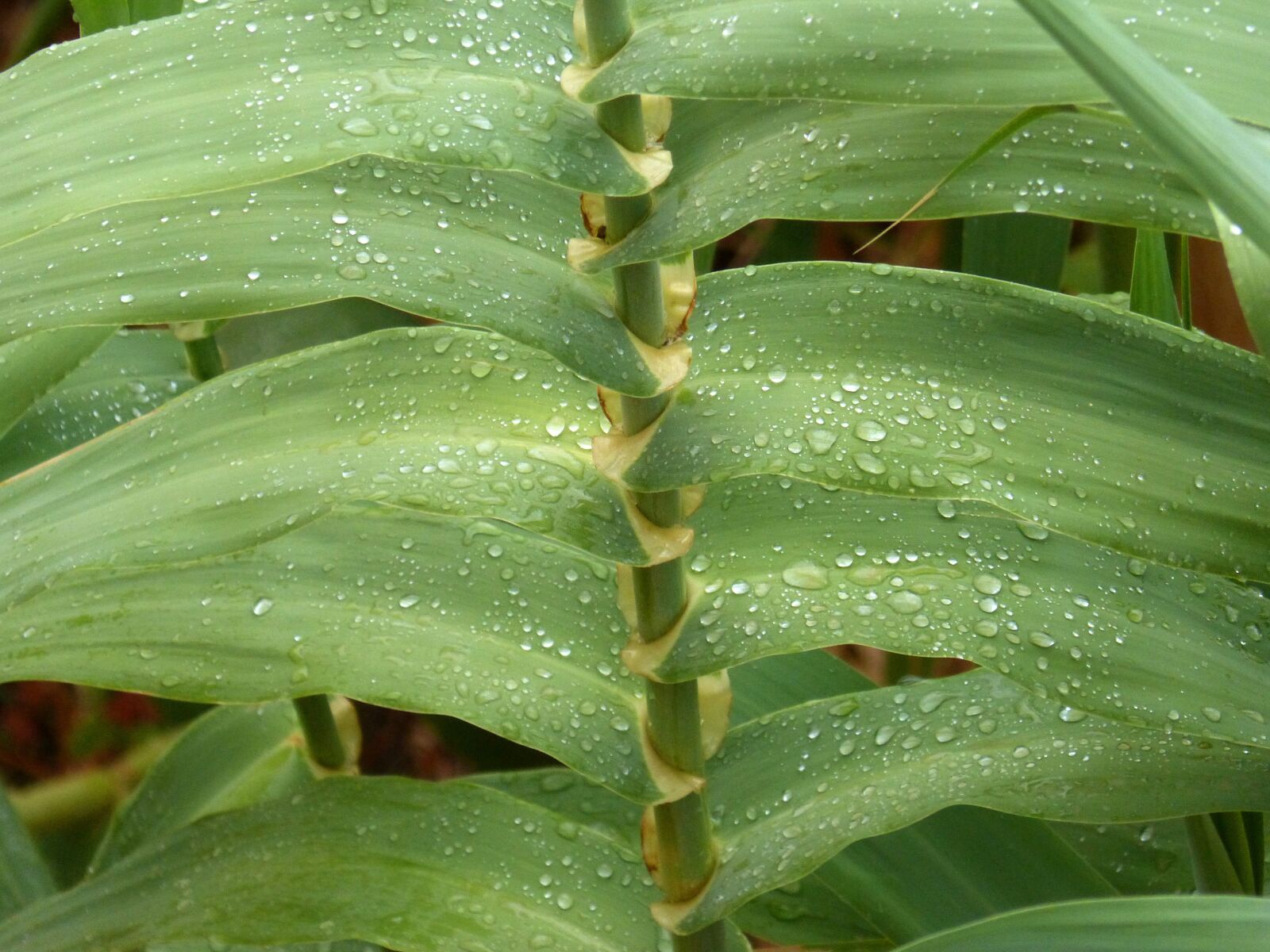 Panasonic DMC-FZ62 sample photo. Canaveral, american cane, wet photography