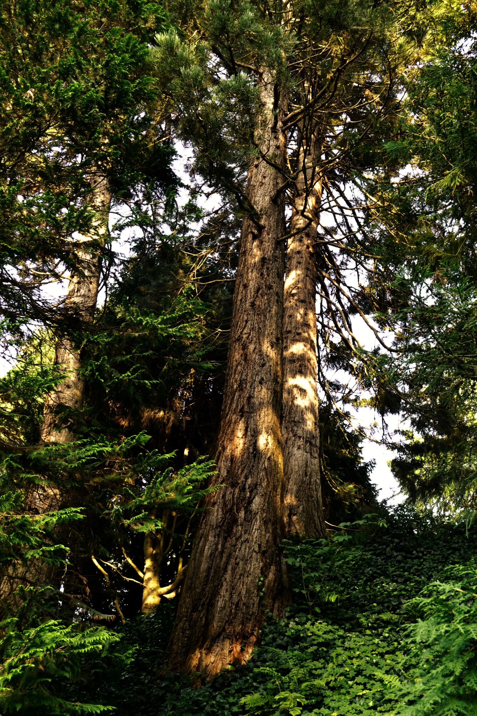Nikon D3100 sample photo. Forest, trees, landscape photography