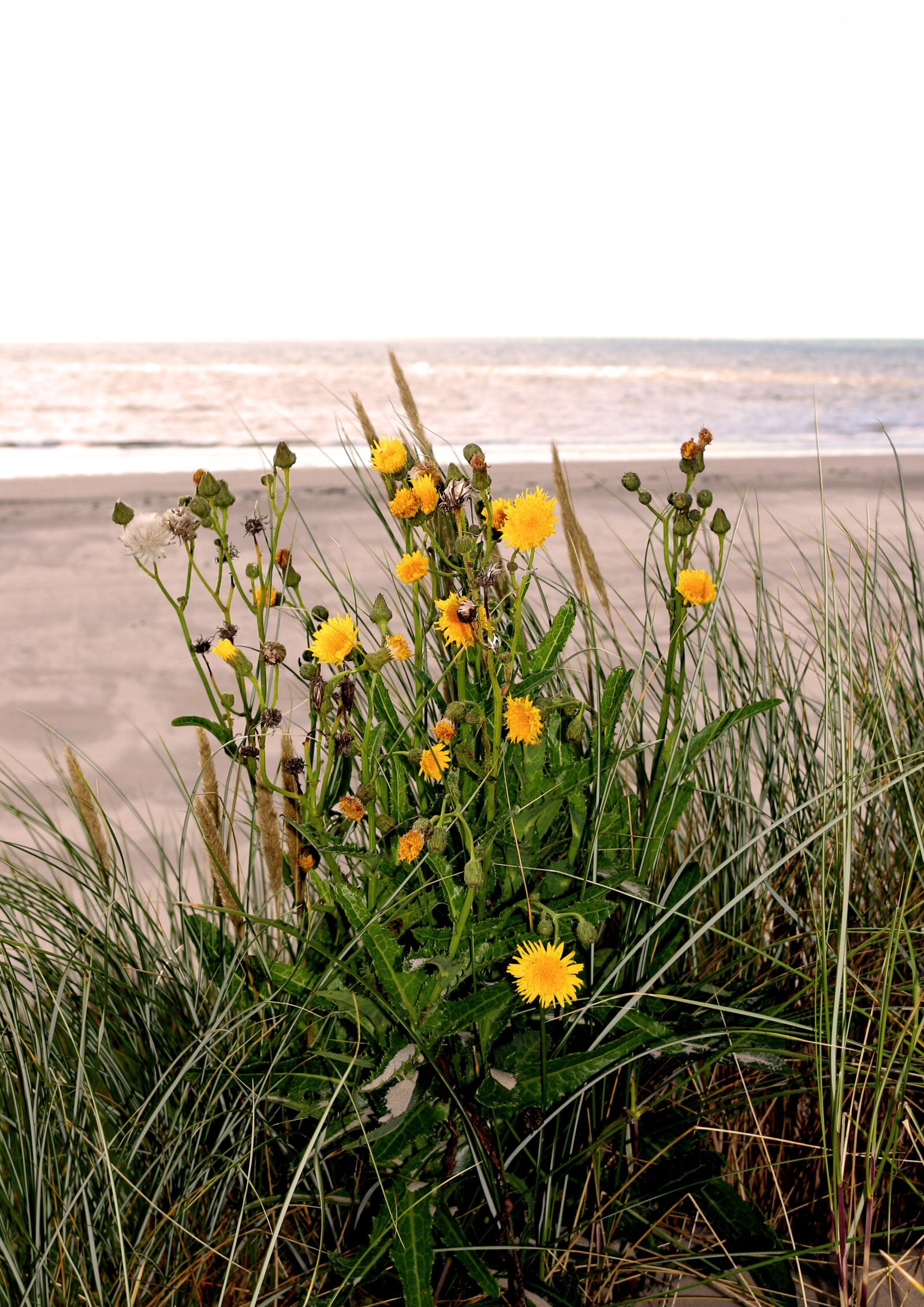 Canon EOS 700D (EOS Rebel T5i / EOS Kiss X7i) sample photo. Sea, most beach, flowers photography