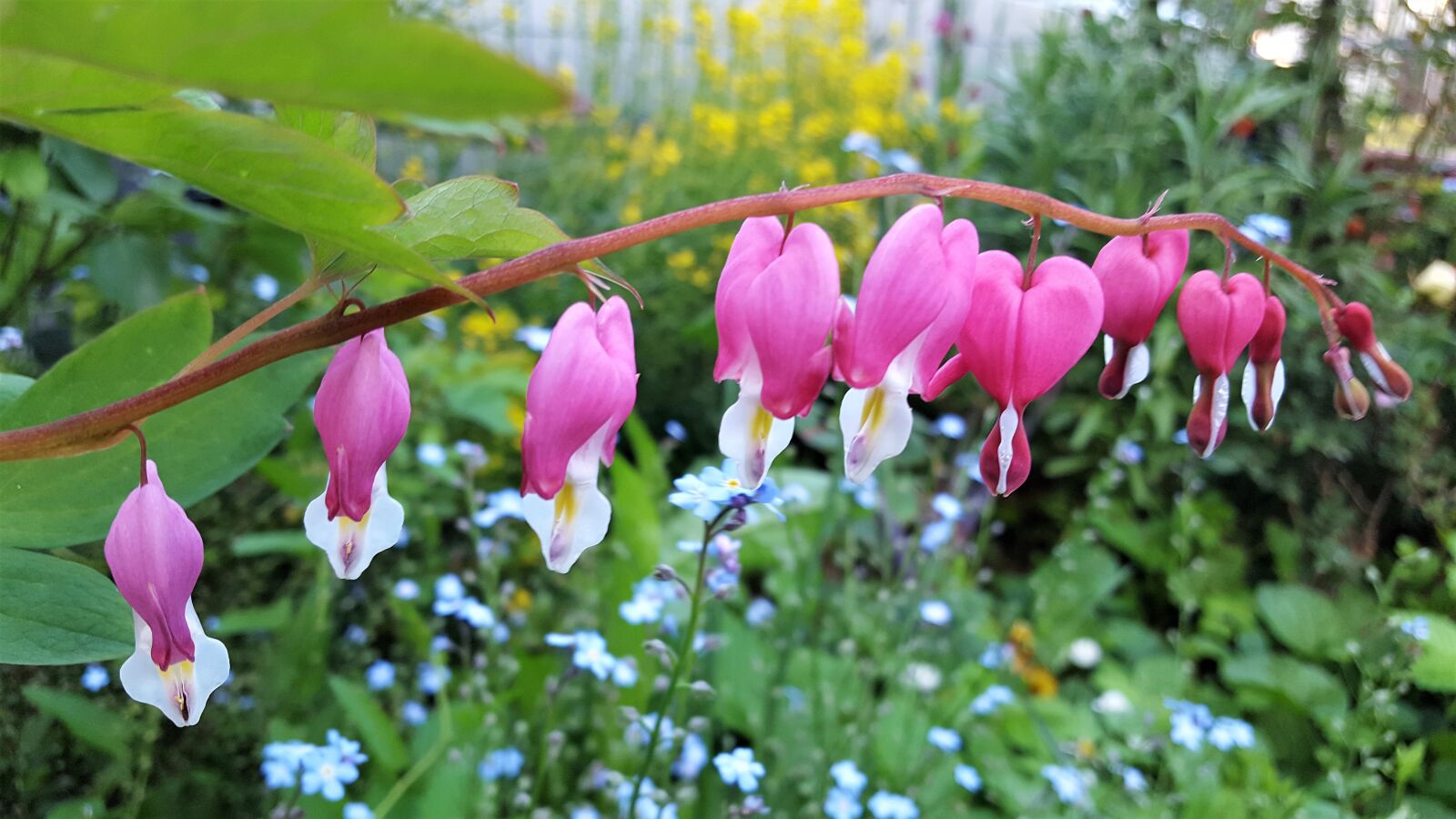 Samsung Galaxy S6 sample photo. Flower, pink, garden photography
