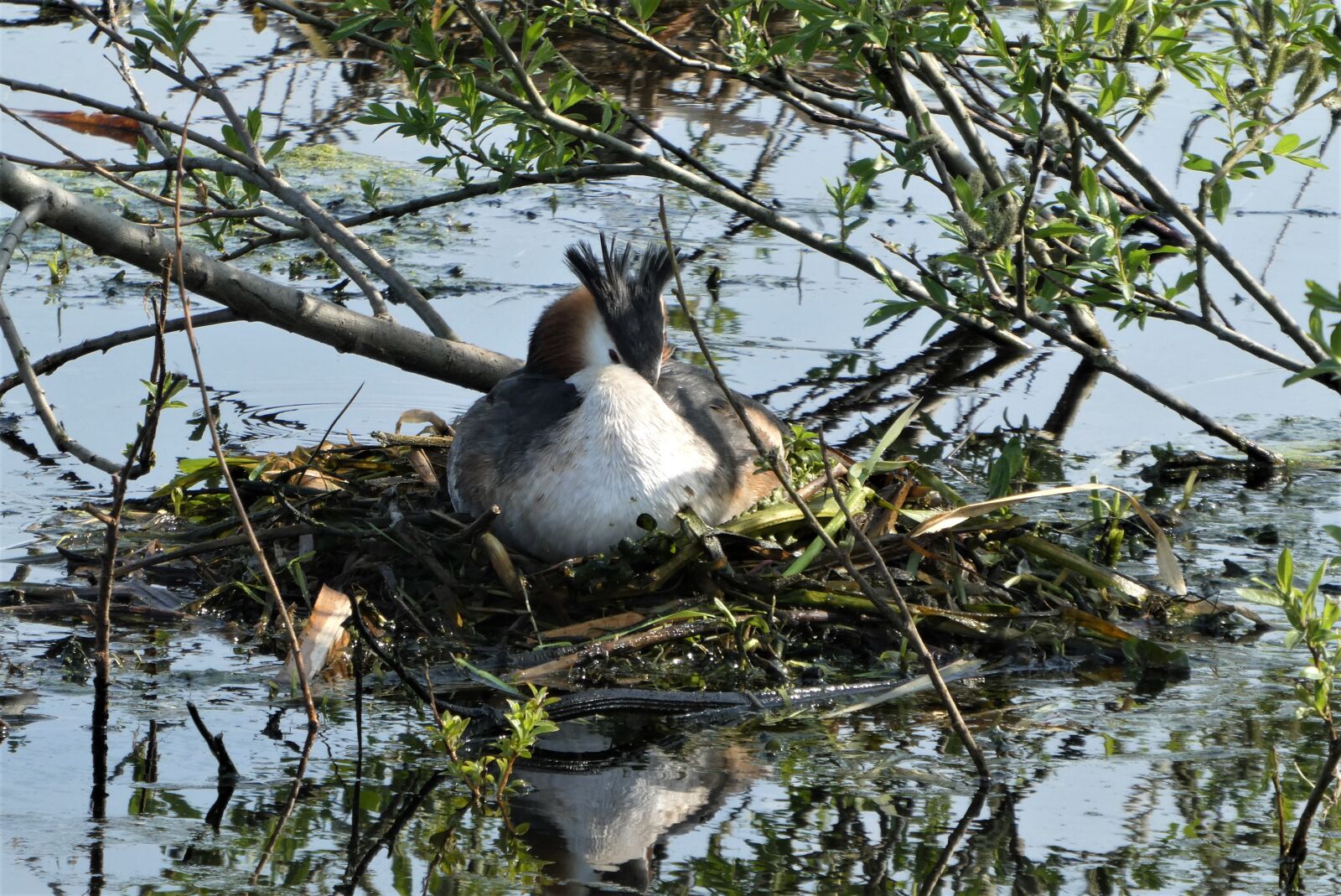 Panasonic Lumix DC-ZS70 (Lumix DC-TZ90) sample photo. Grebe, nest, spring photography