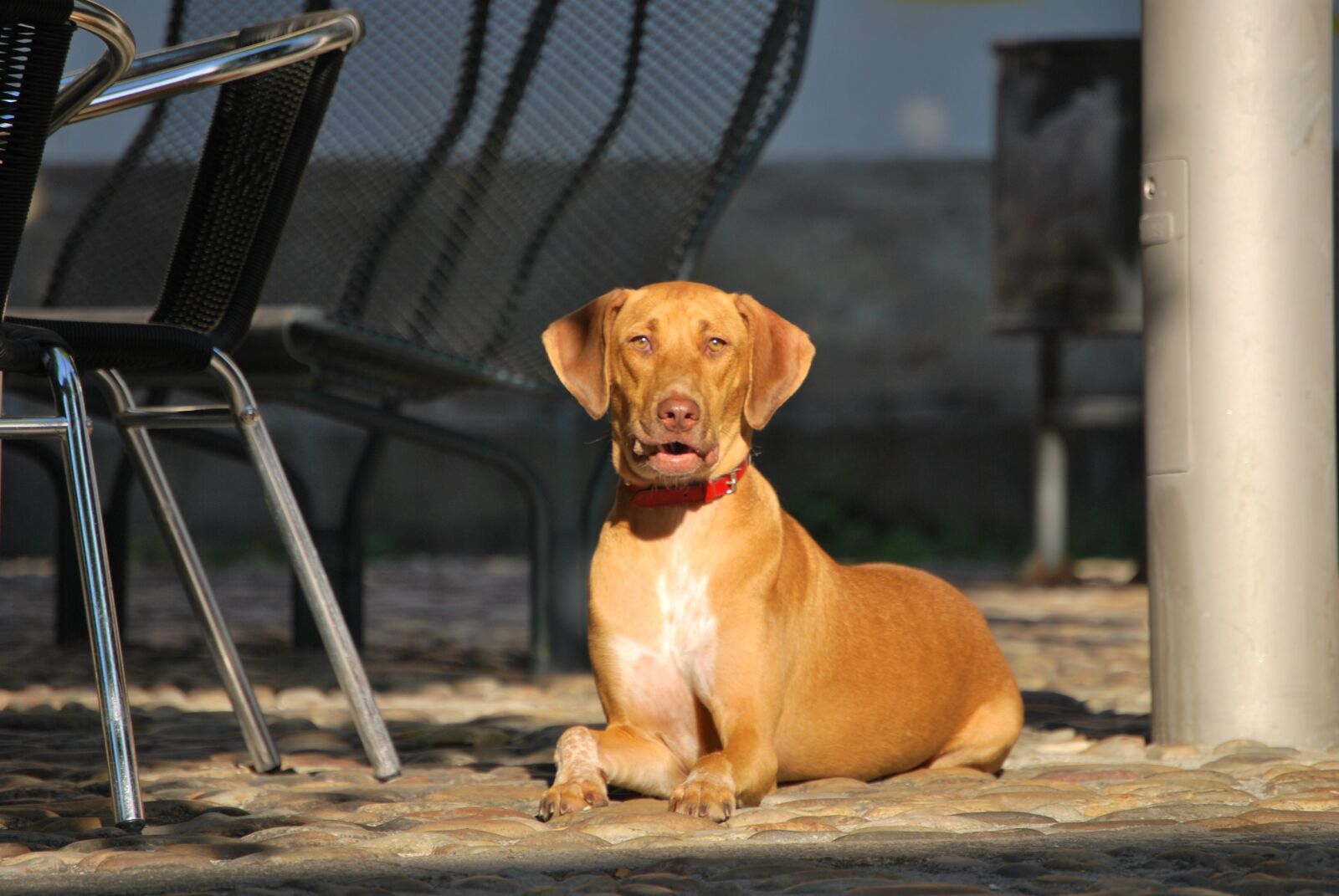 Nikon D60 sample photo. Dog, sun, pet photography