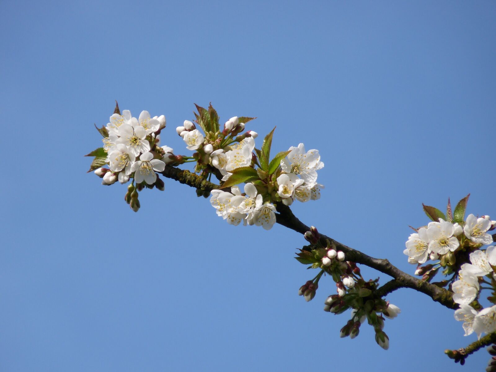 Panasonic Lumix DMC-FZ28 sample photo. Blossom, bloom, cherry photography