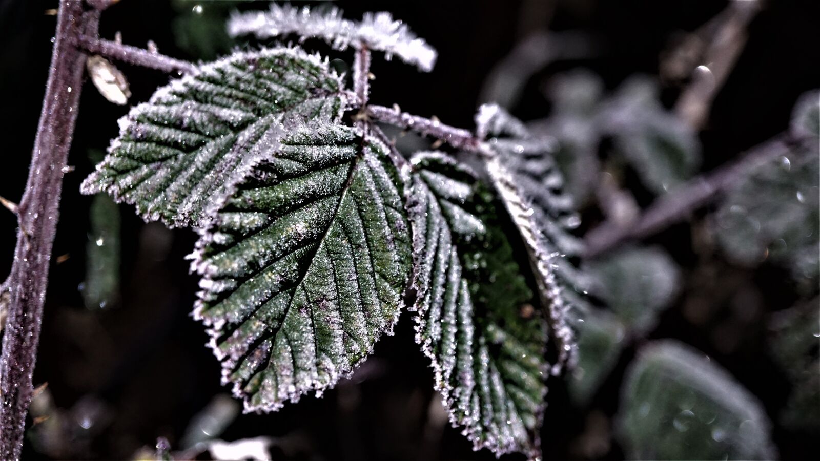 Sony a6000 sample photo. Frost weather, eiskristalle, february photography