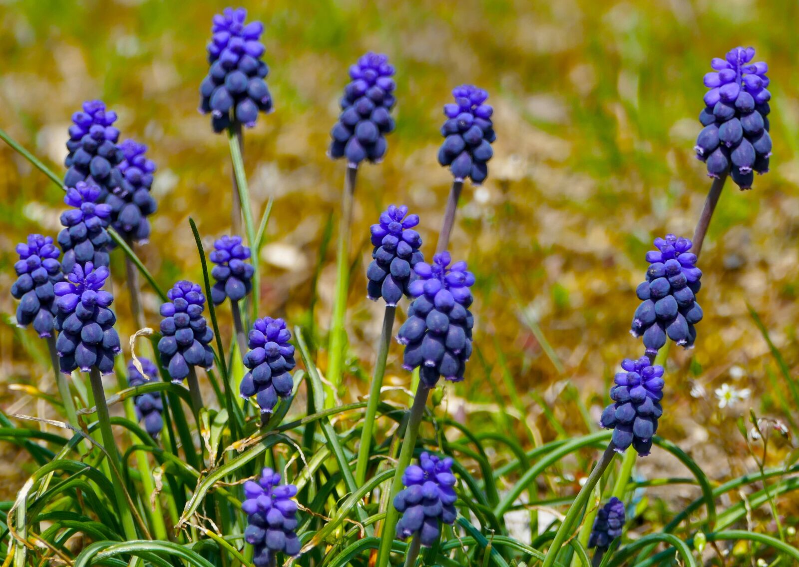 Panasonic Lumix DMC-FZ1000 sample photo. Nature, landscape, meadow photography