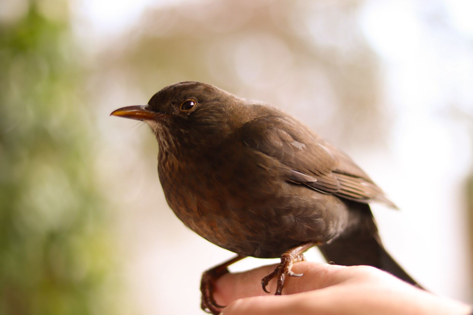 Canon EOS 77D (EOS 9000D / EOS 770D) + Canon EF 50mm F1.8 STM sample photo. Blackbird, nature, bird photography