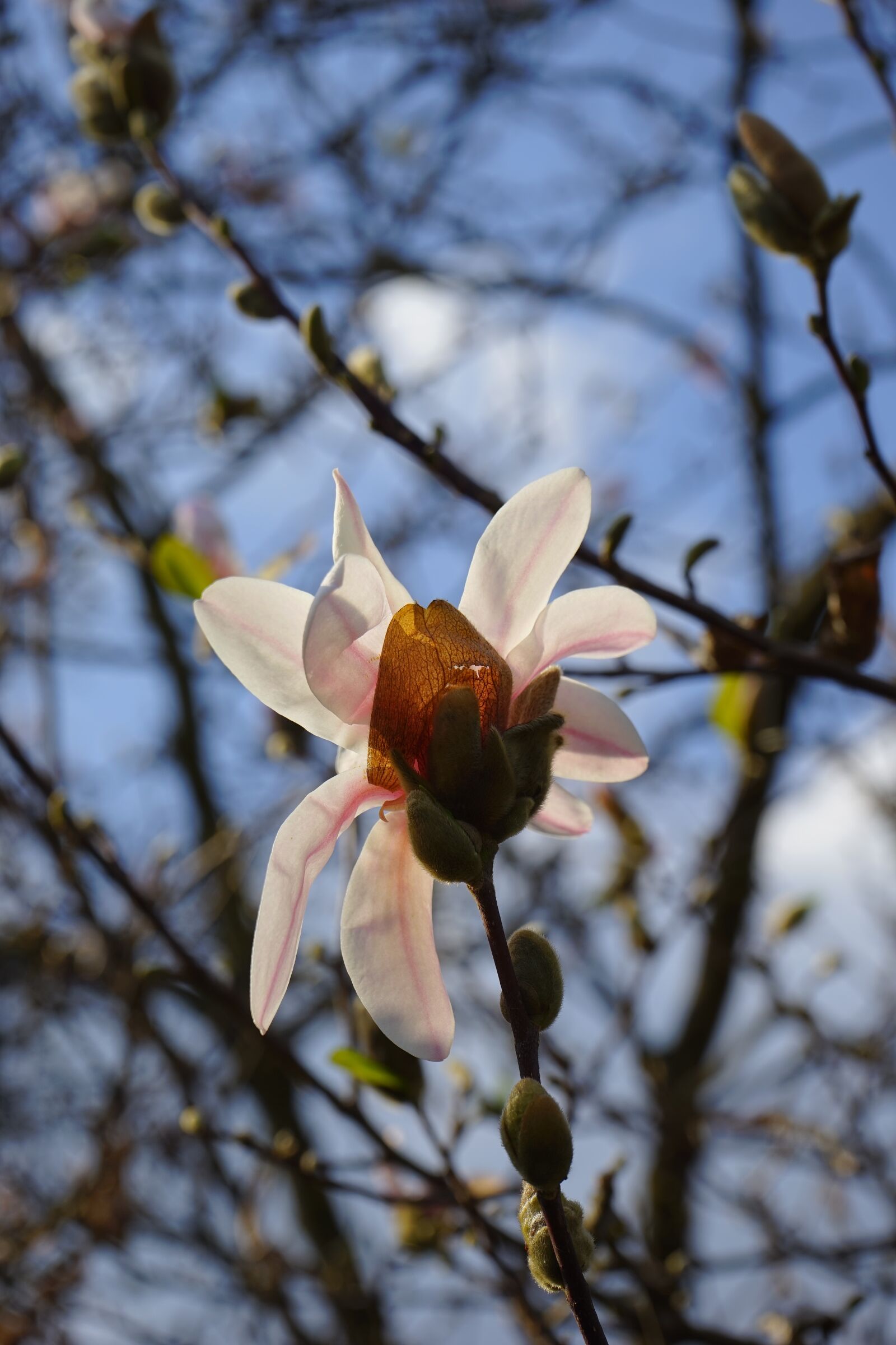 Sony a7 + Sony FE 28-70mm F3.5-5.6 OSS sample photo. Summer-magnolia, blossom, bloom photography