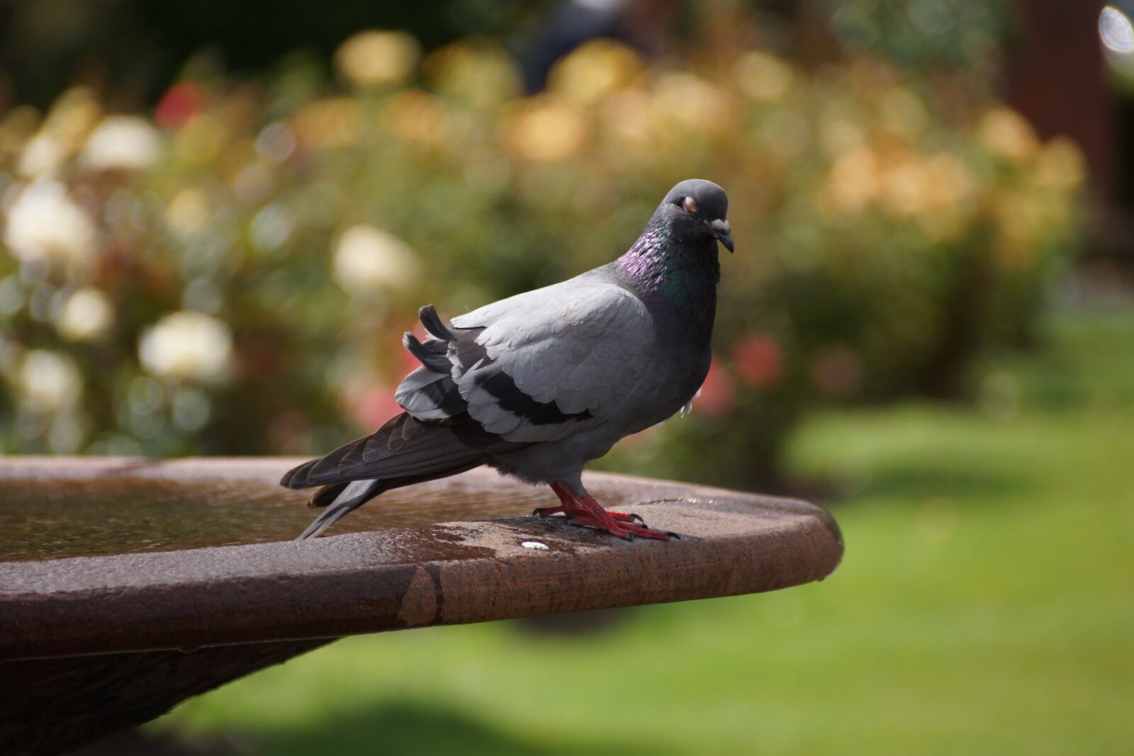 Sony SLT-A77 + Sony DT 18-250mm F3.5-6.3 sample photo. Pigeon, water, garden photography