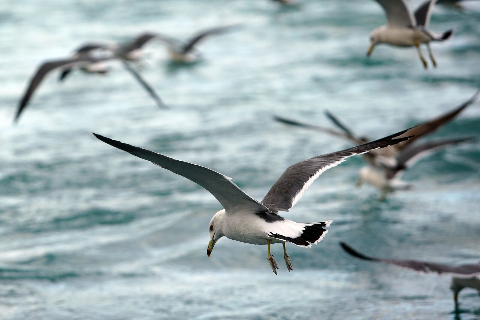 Canon EF 70-200mm F2.8L USM sample photo. Seagull, sea, bird photography