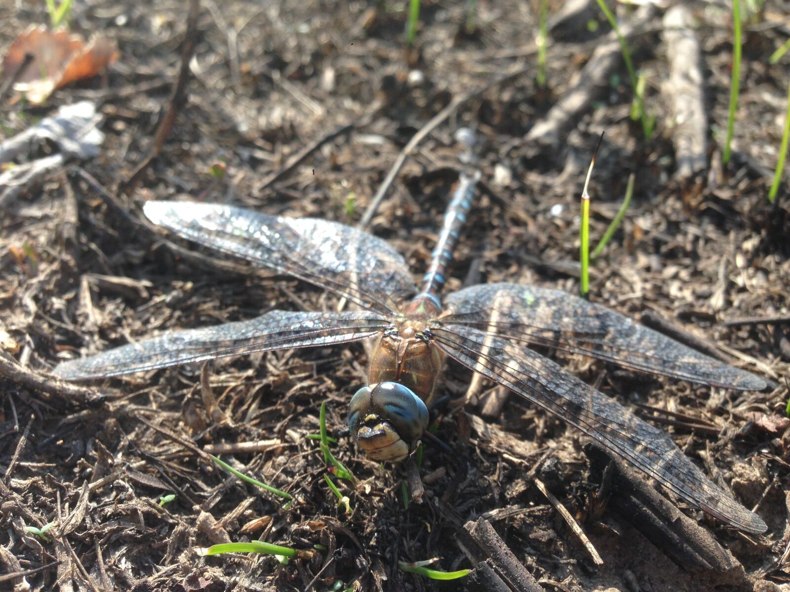 iPhone 5 back camera 4.12mm f/2.4 sample photo. Nature, outdoors, wood photography
