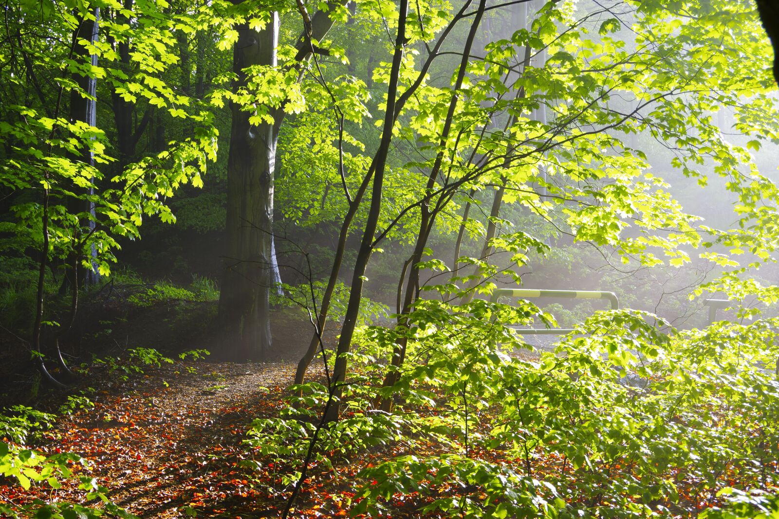 Pentax K-70 sample photo. Forest, nature, tree photography