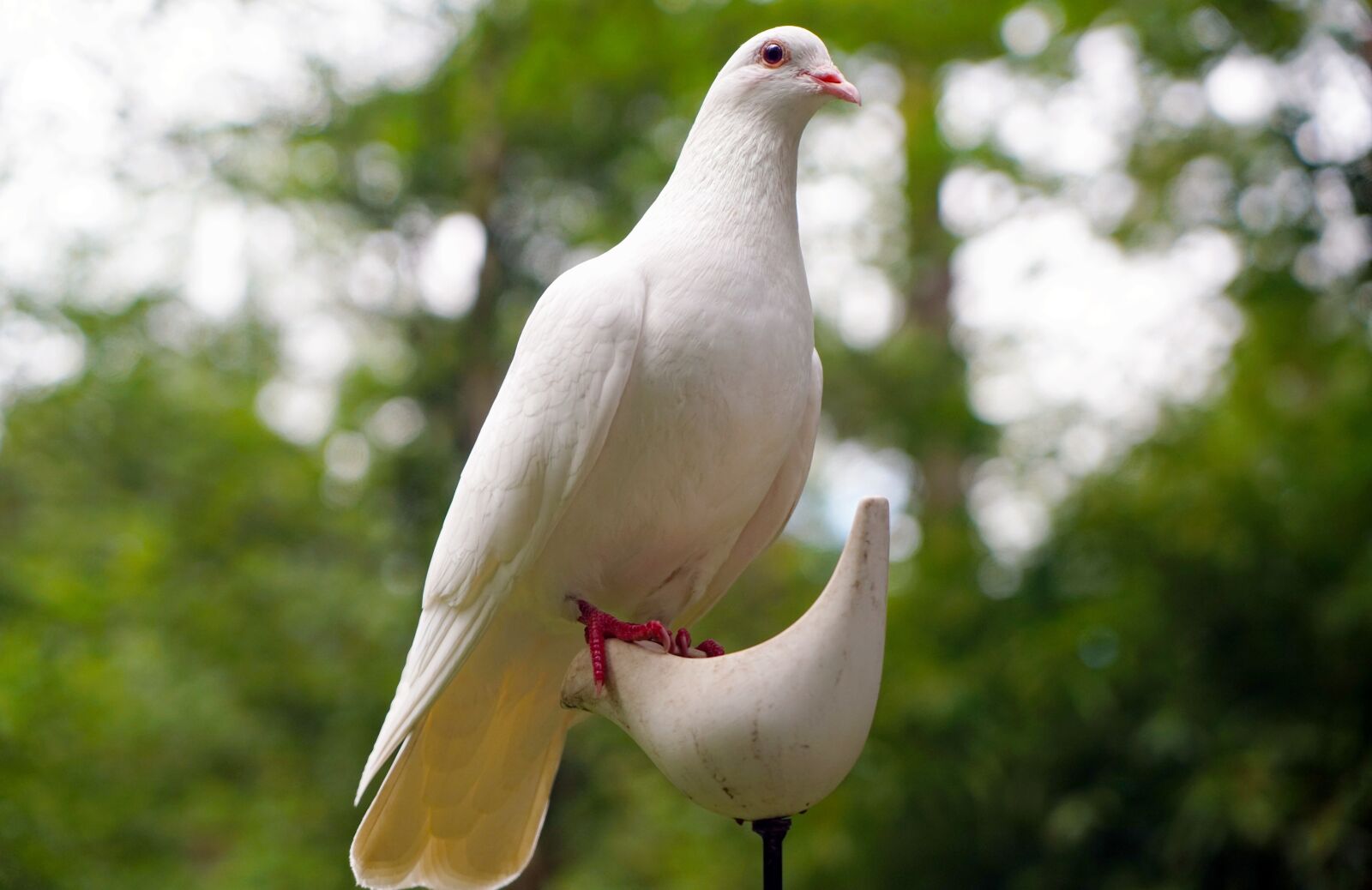 Sony Vario Tessar T* FE 24-70mm F4 ZA OSS sample photo. Dove, bird, nature photography